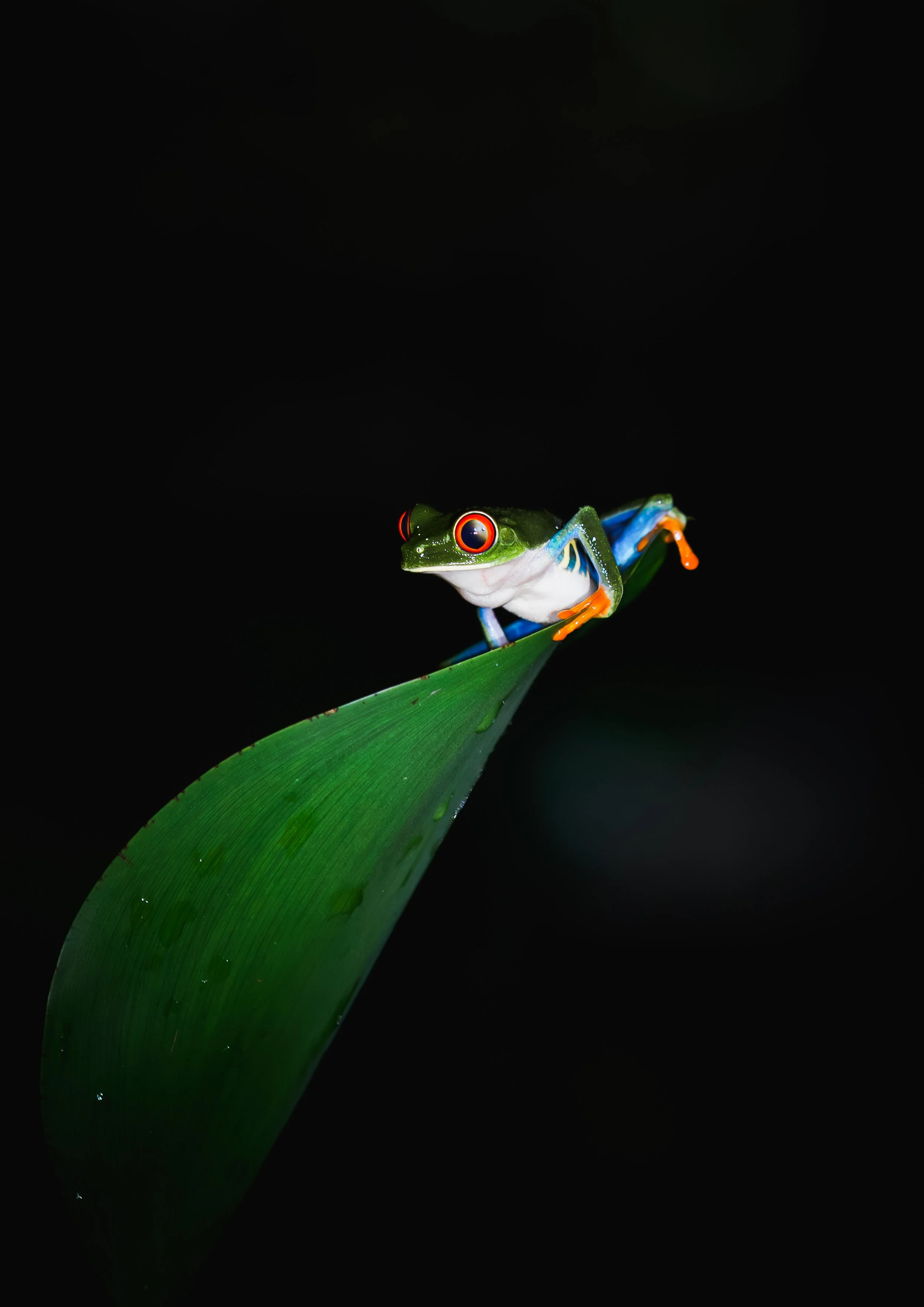 Costa Rica Red Eye Tree Frog