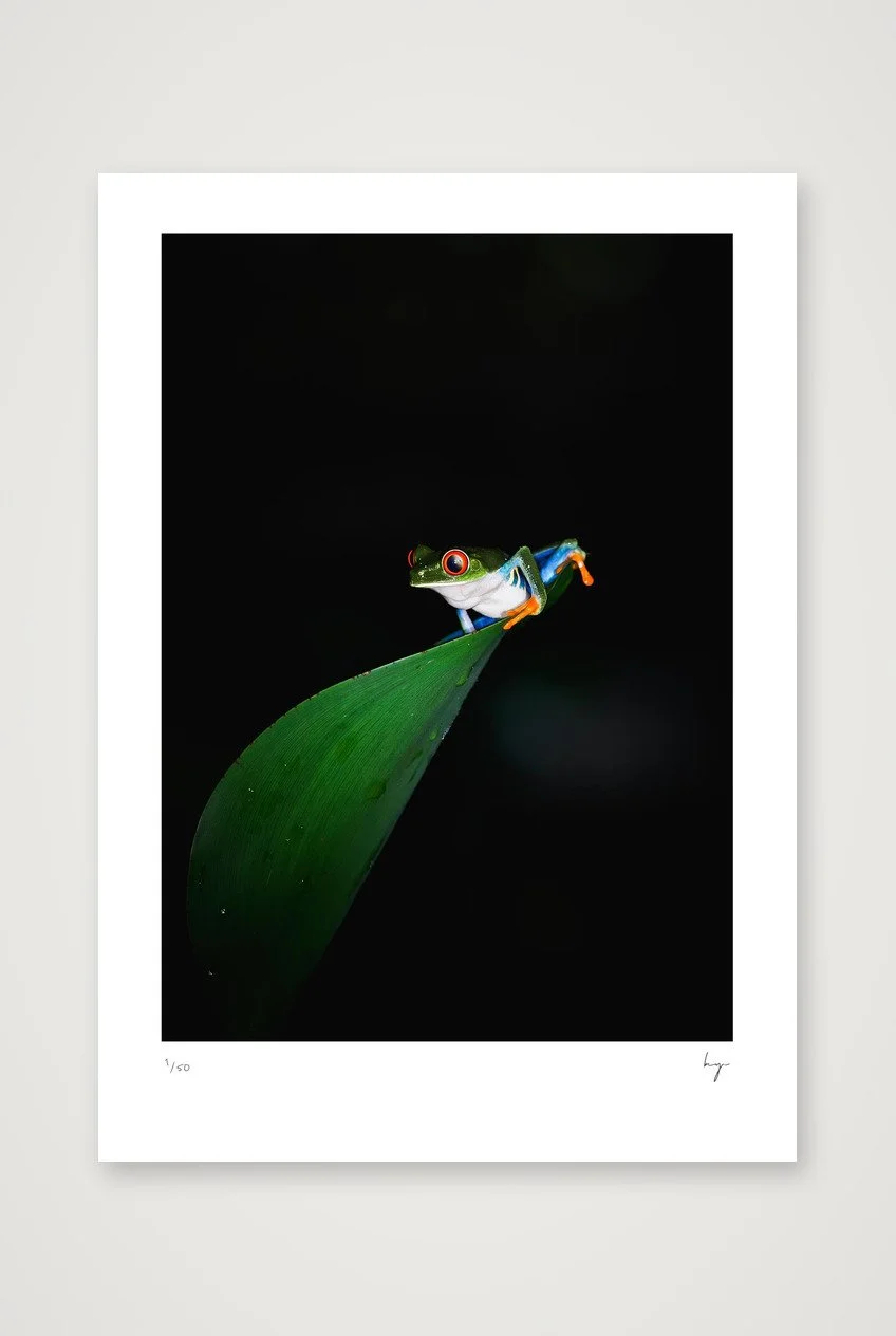Costa Rica Red Eye Tree Frog