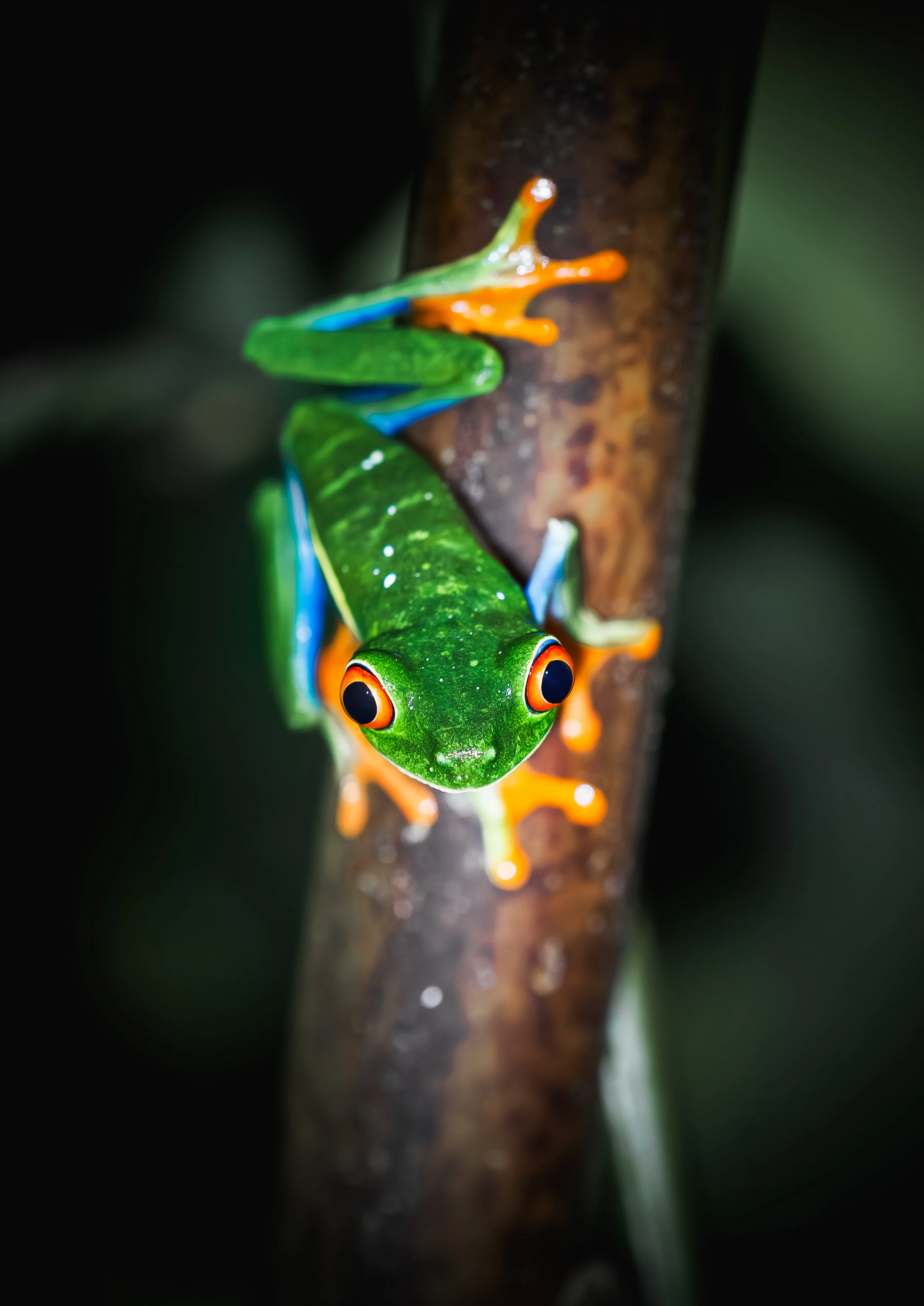 Red-Eye Tree Frog