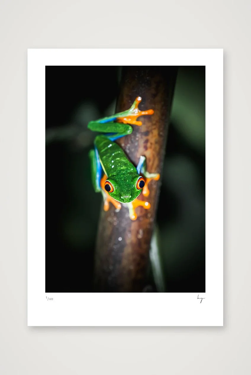 Red eyed tree frog