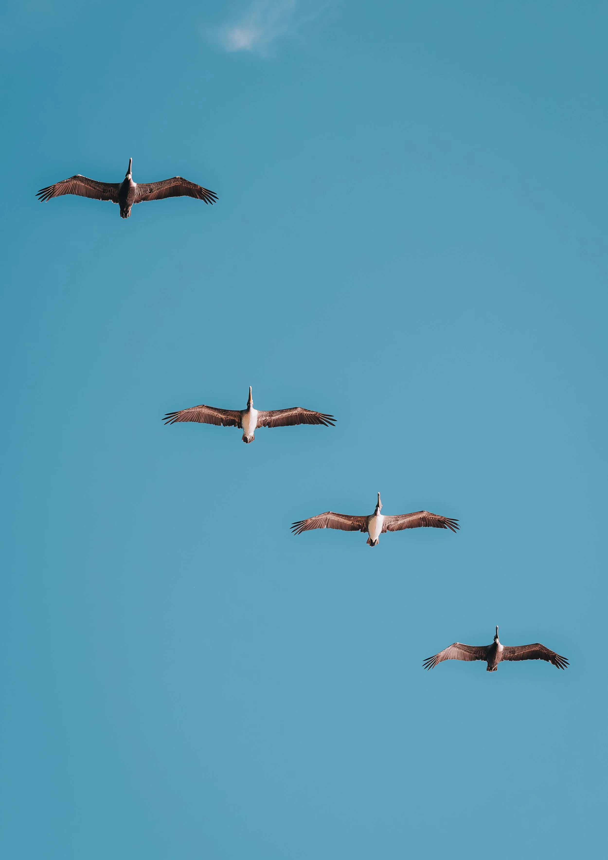 Pelicans flying in formation