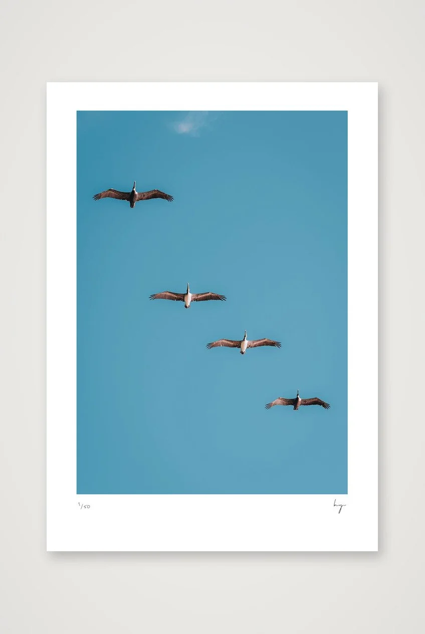 Pelicans flying in formation