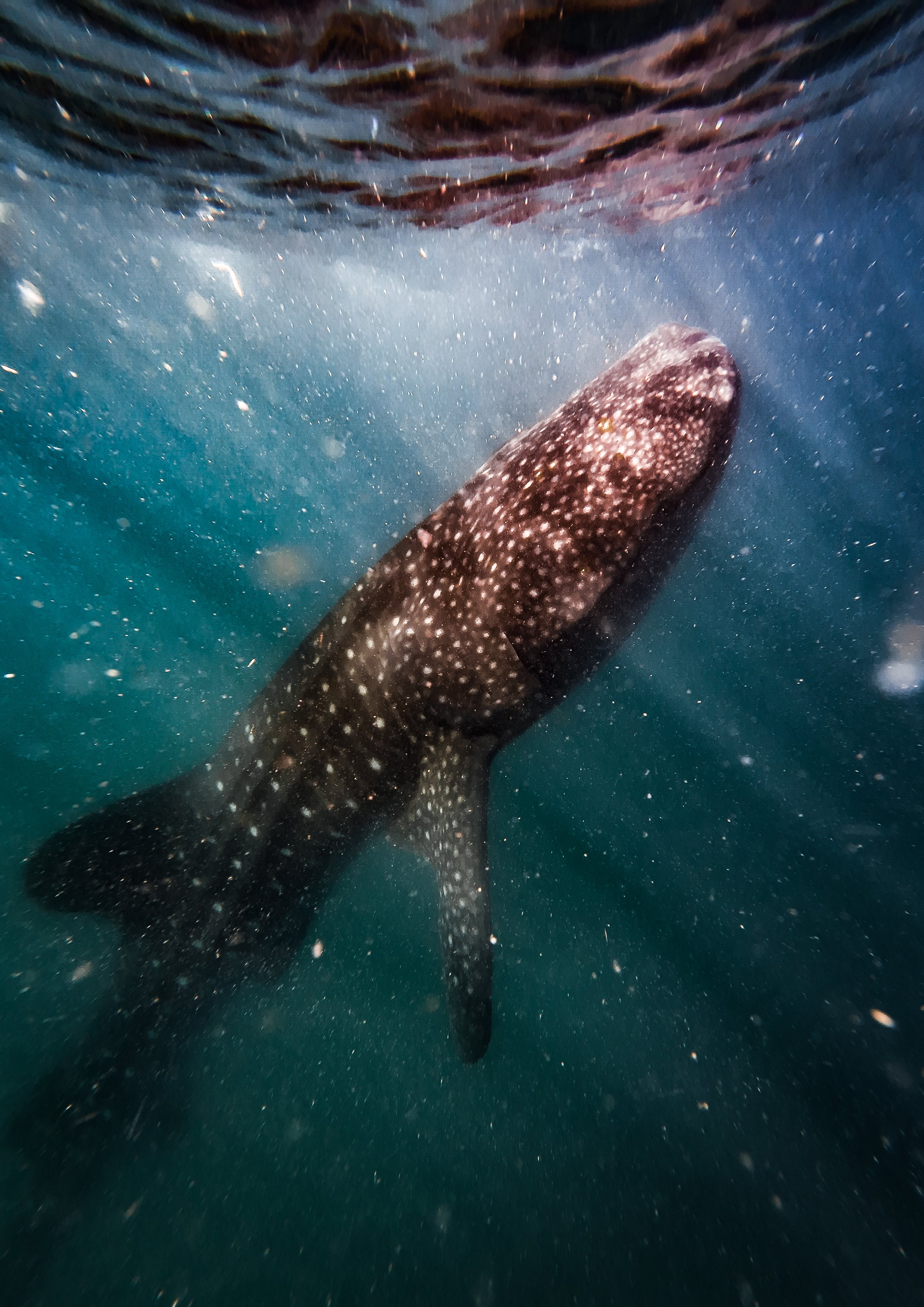 Whale Sharks in La Paz, Baja California