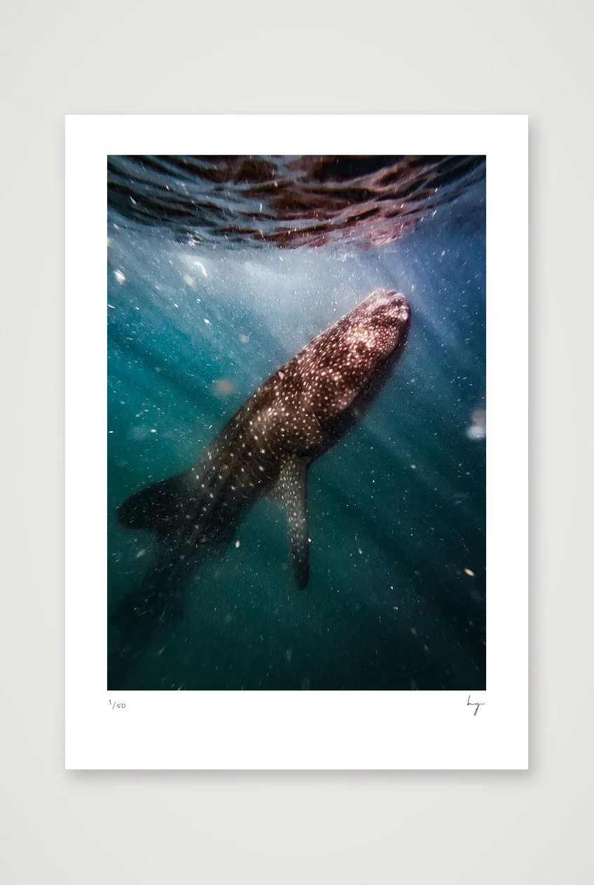 Whale Sharks in La Paz, Baja California