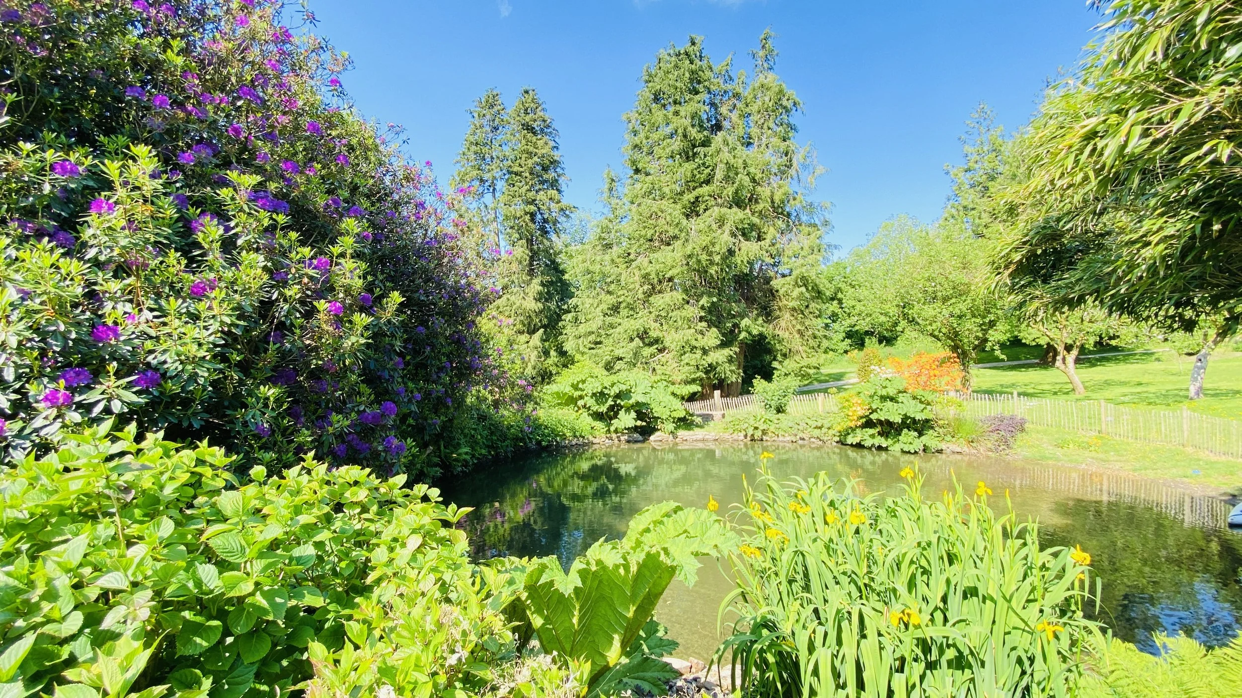 A bright, sunny garden scene featuring a small pond surrounded by lush green plants, trees, and colorful flowering bushes with purple and yellow flowers. The background shows a clear blue sky.