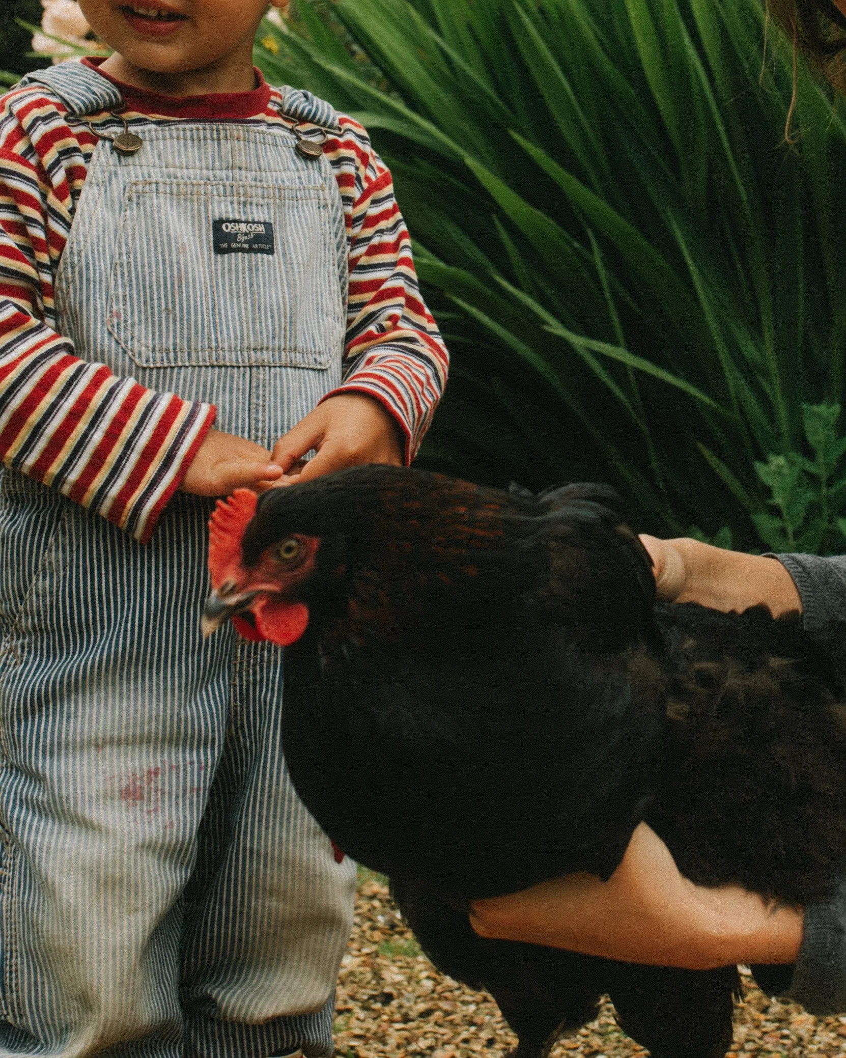 A person holding a black chicken with a red comb, with a child wearing striped overalls and a long-sleeve shirt standing nearby, outdoors with green foliage in the background.