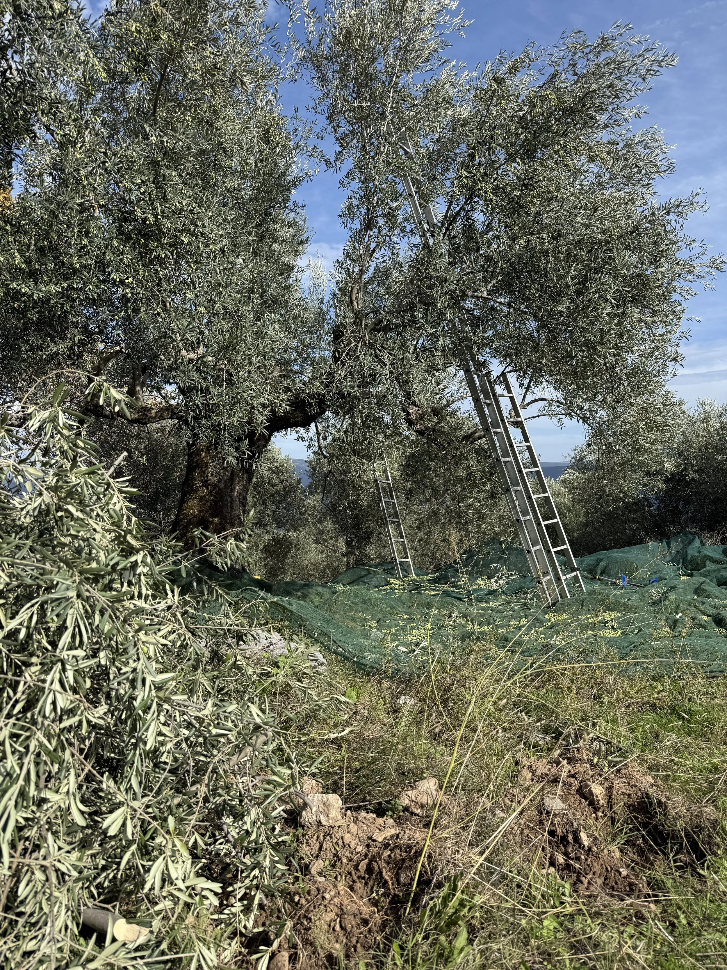 a ladder leaning against an olive tree