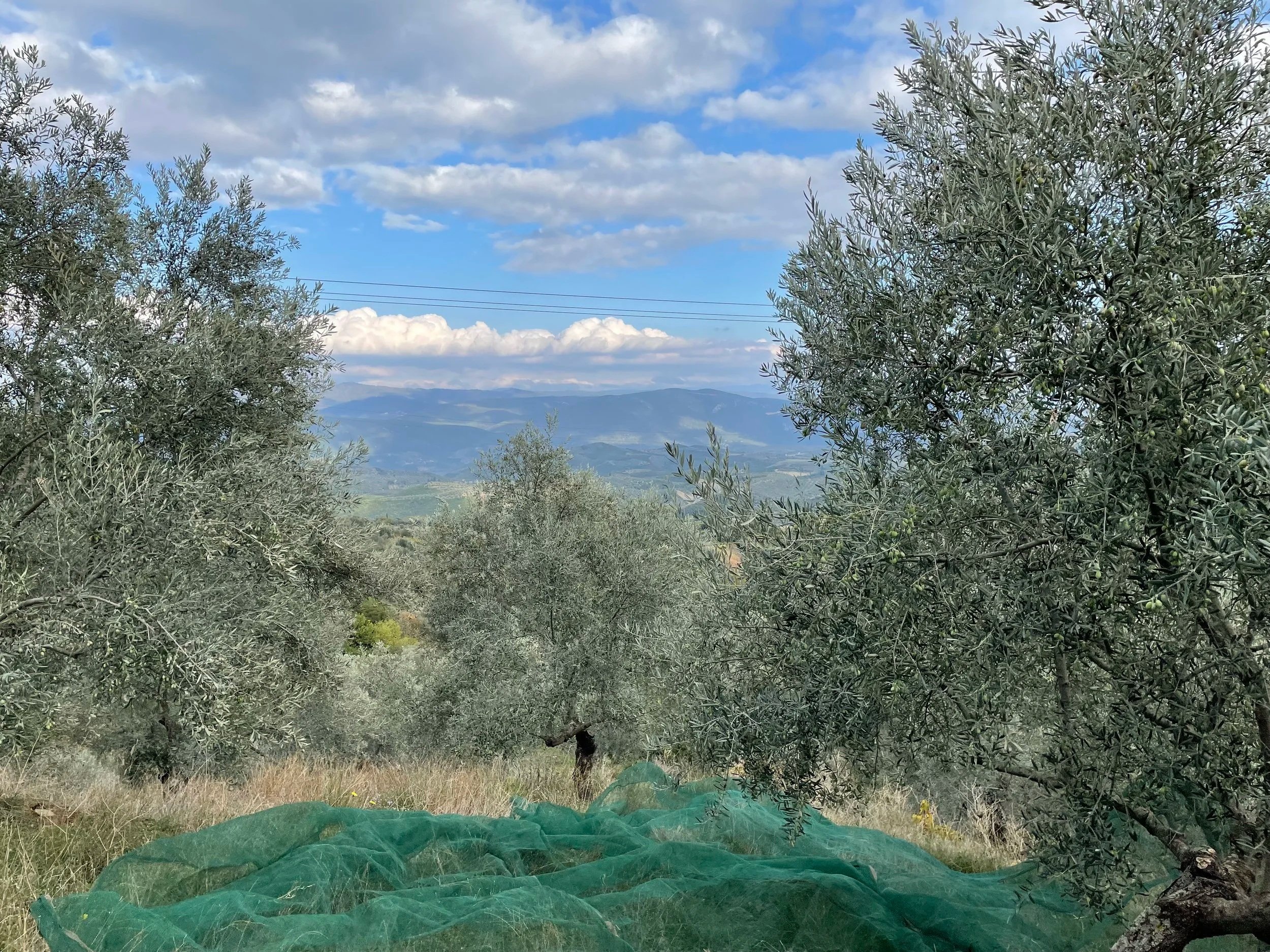 Athinolia Olive trees in a landscape with mountains and cloudy sky in the background.