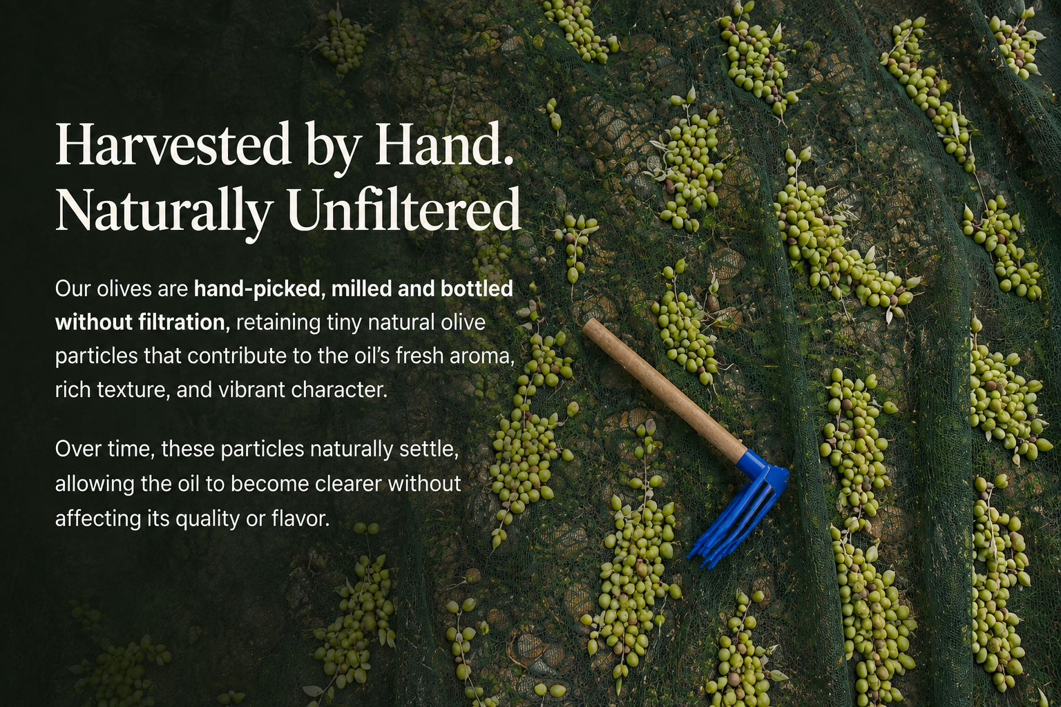 Freshly harvested green Athinolia olives gathered on a green harvesting net, with a hand rake used during the harvest.