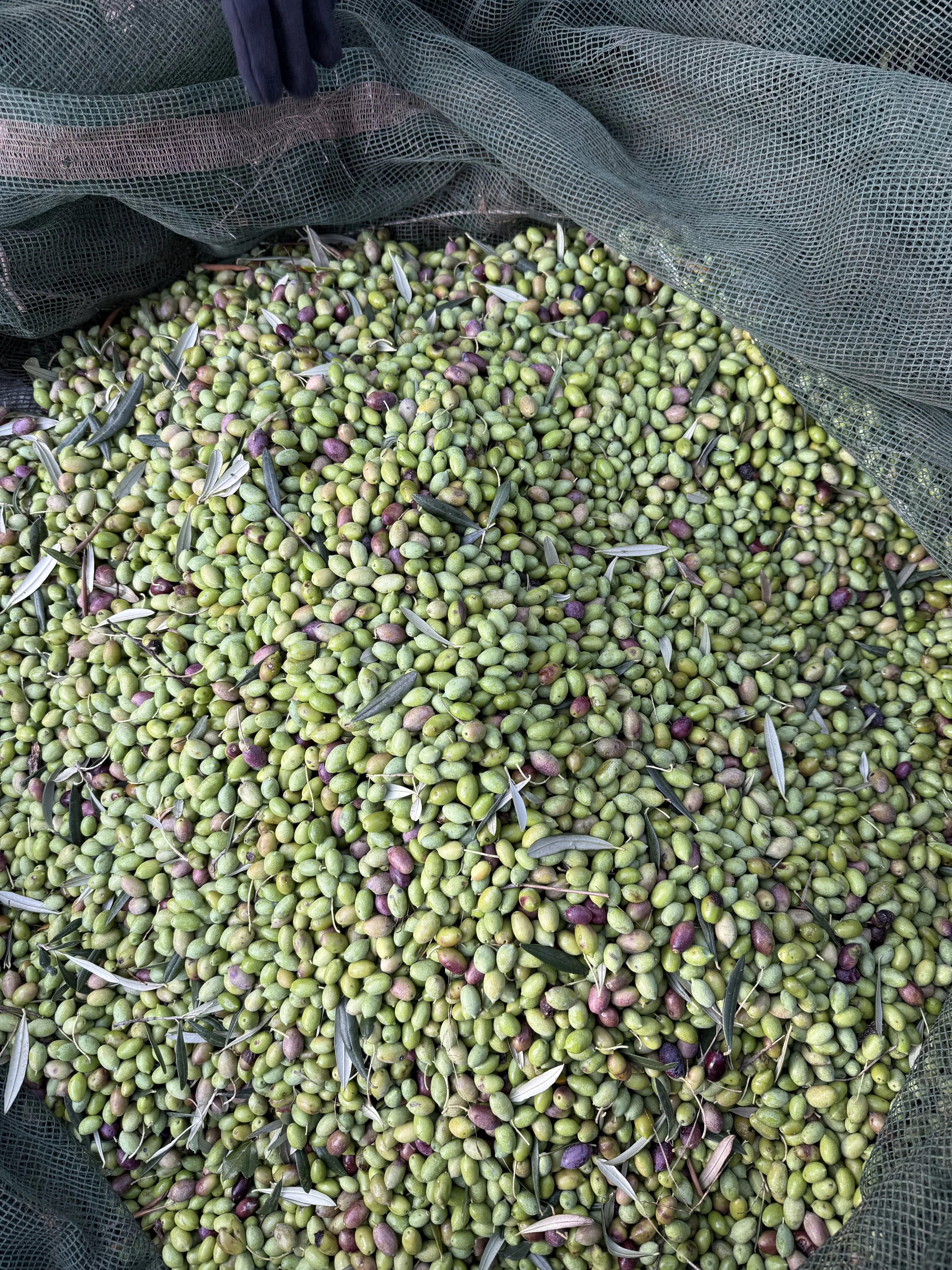 100% Athinolia olives harvested, EVOO