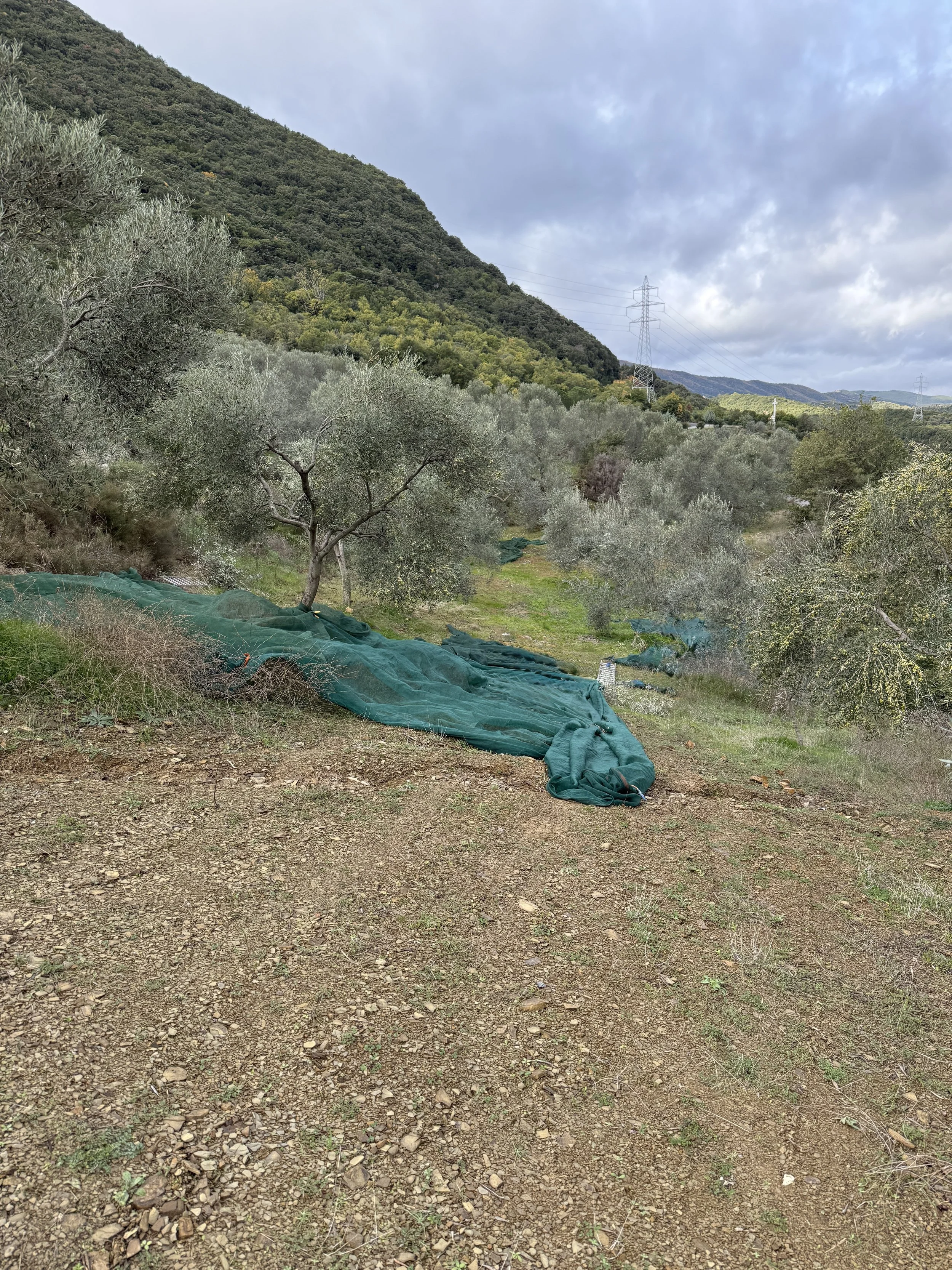 A vineyard or orchard with young trees and green netting on the ground, set against a hillside with dense greenery, under a partly cloudy sky, with electrical power lines and towers in the background.