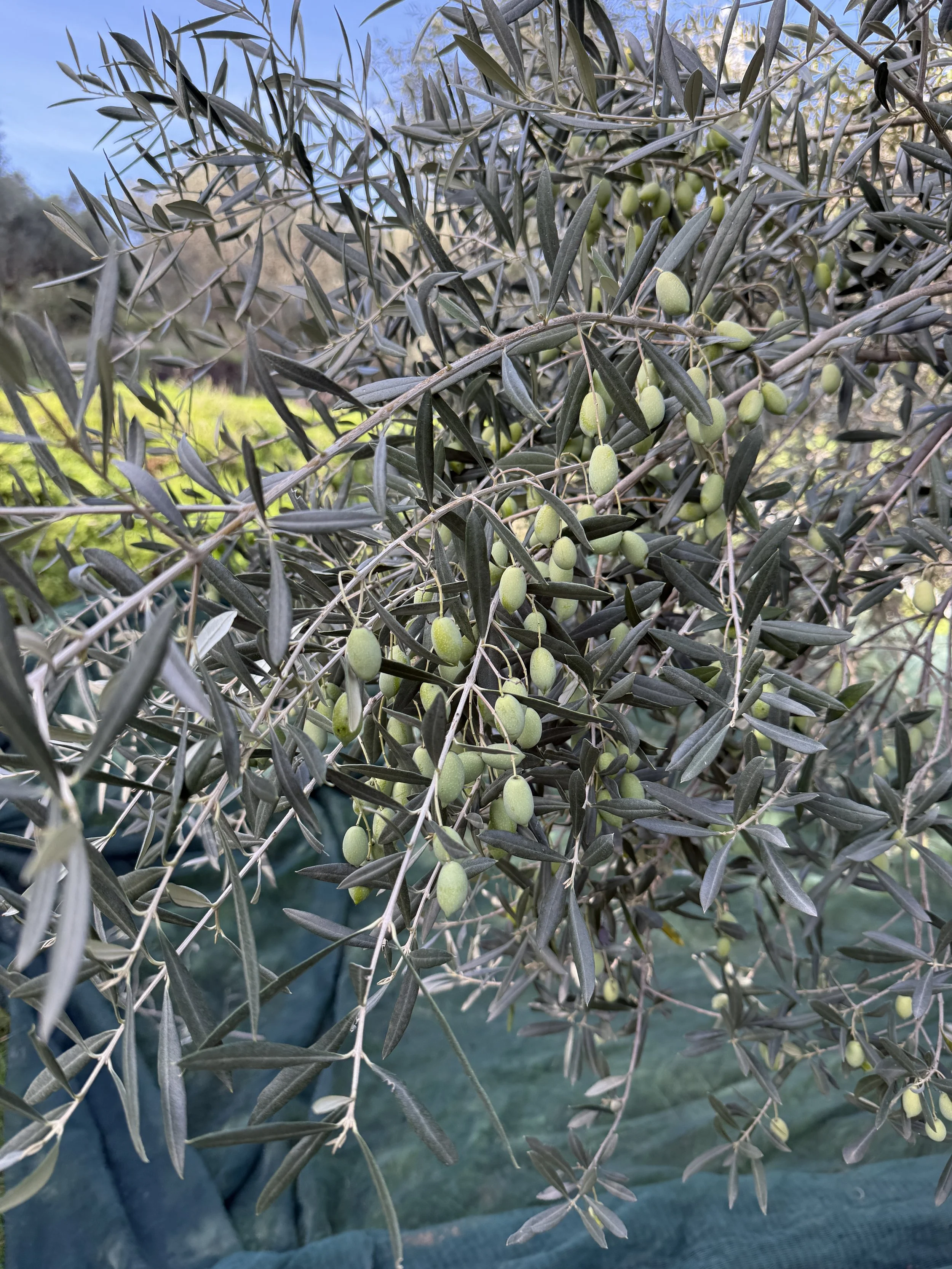 Close-up of an olive tree branch with green olives and narrow dark green leaves.