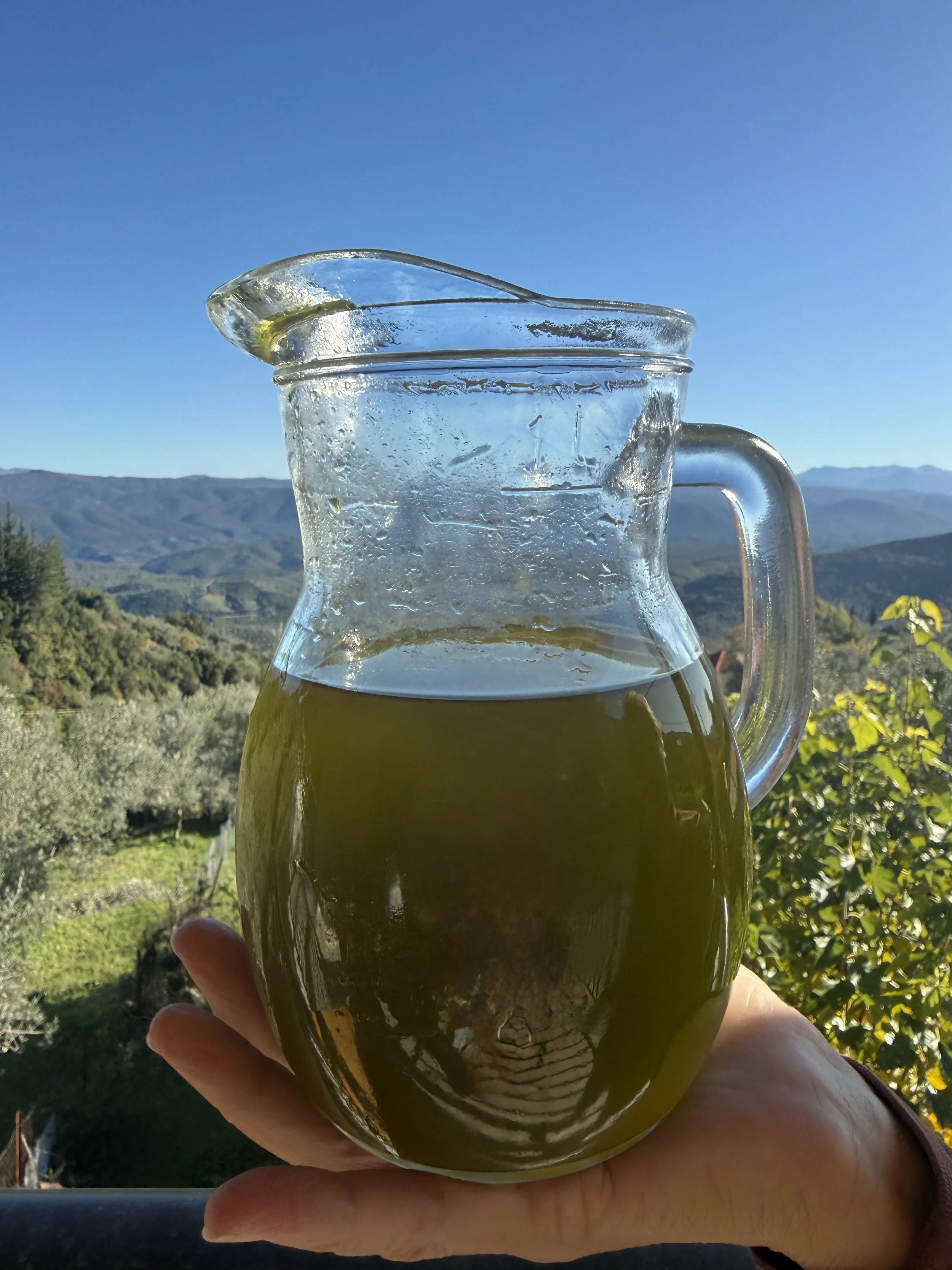 A clear glass pitcher with fresh, undiluted golden‑green early‑harvest Athinolia olive oil, held outdoors against the mountain landscape of Logkanikos, with rolling olive groves and soft blue hills in the background.