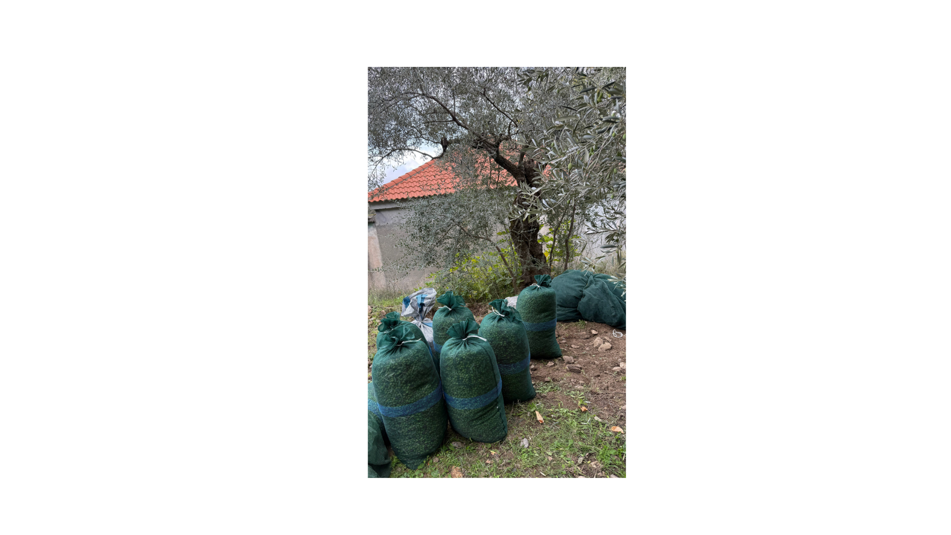 Fresh Athinolia olives gathered during the annual harvest in our family grove in Logkanikos, Greece.