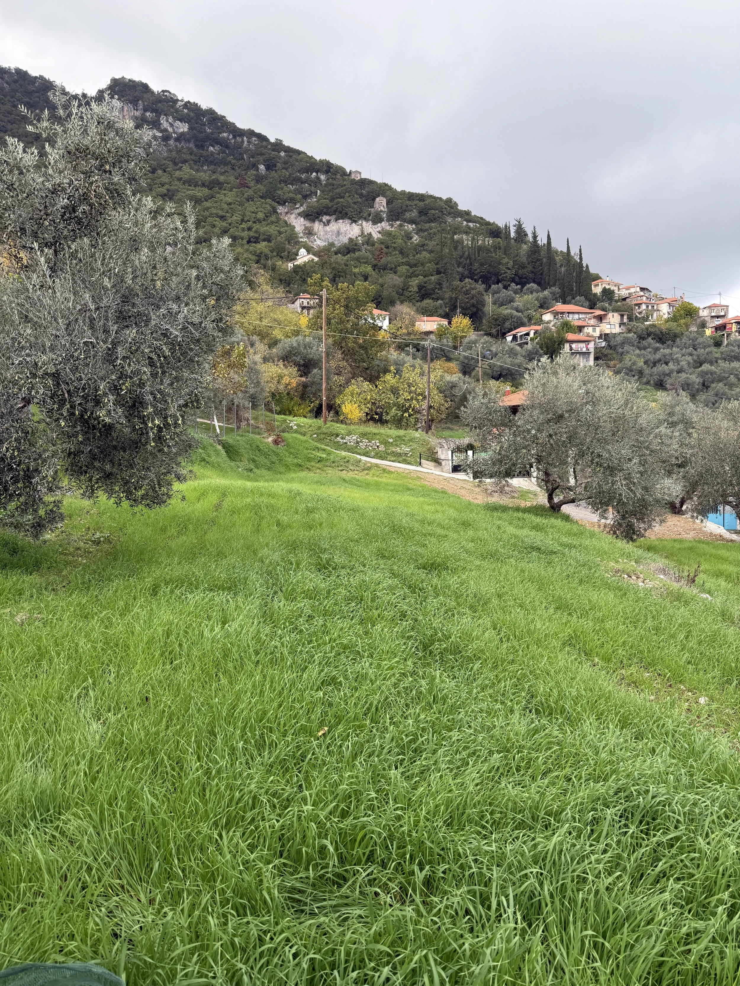 Our olive grove in the foreground with several small byzantine churches visible on the mountain slope behind it