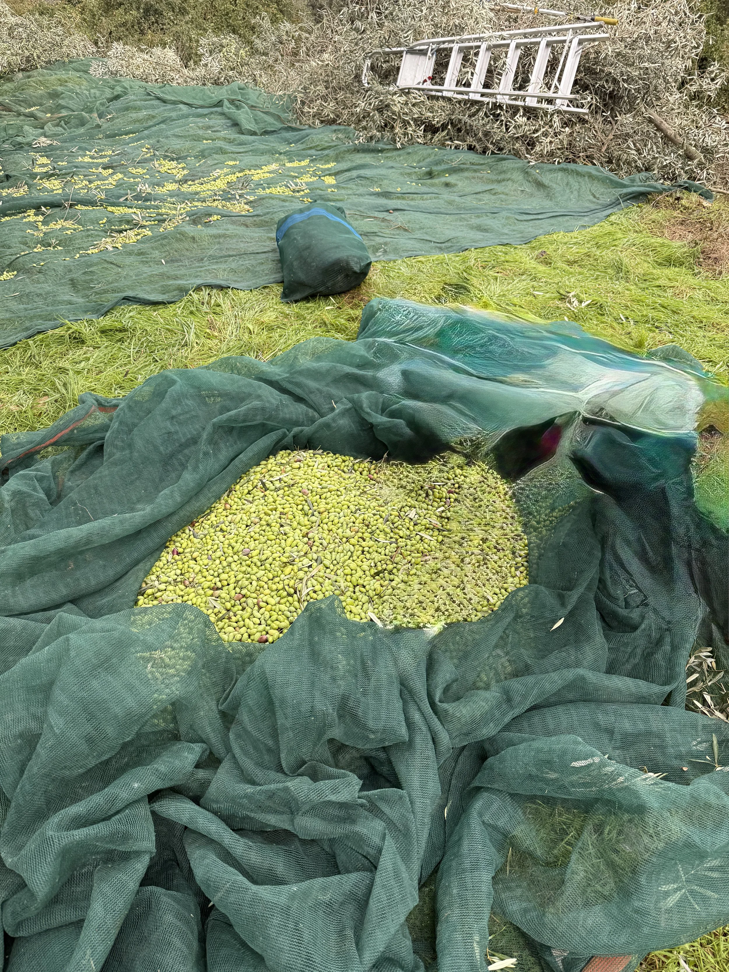 Early‑harvest olives gathered in a net on our family grove in Logkanikos
