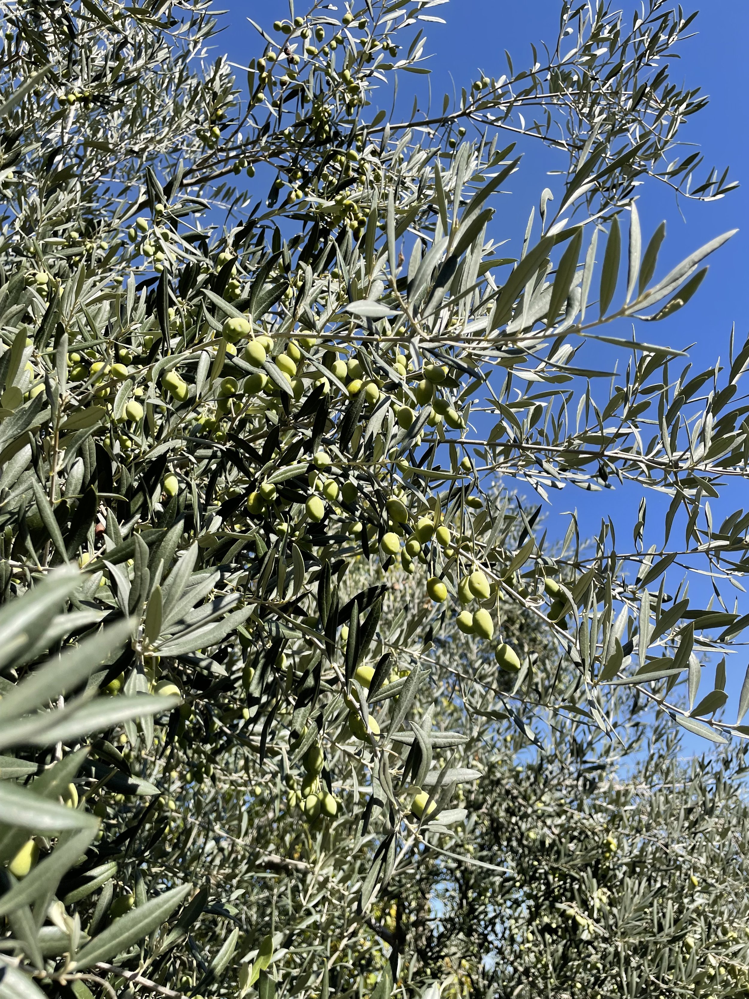 Fresh green olives from Metropoulos Groves, celebrated for their vibrant flavor and essential role in authentic Mediterranean cooking.
