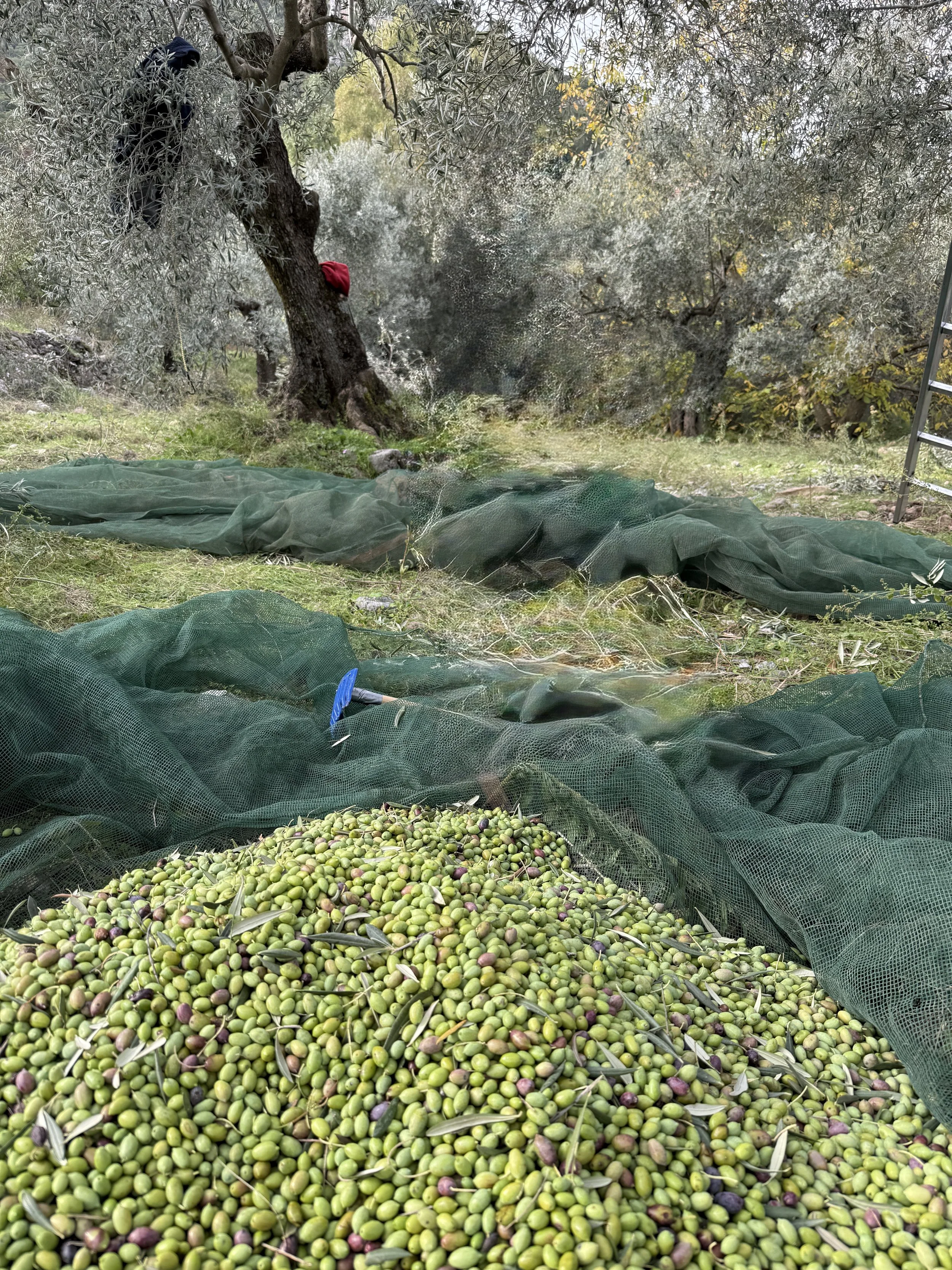 Green olives with some purple ones on a pile, green nets surrounding the olives on the ground, olive trees in the background, and a ladder on the right side.