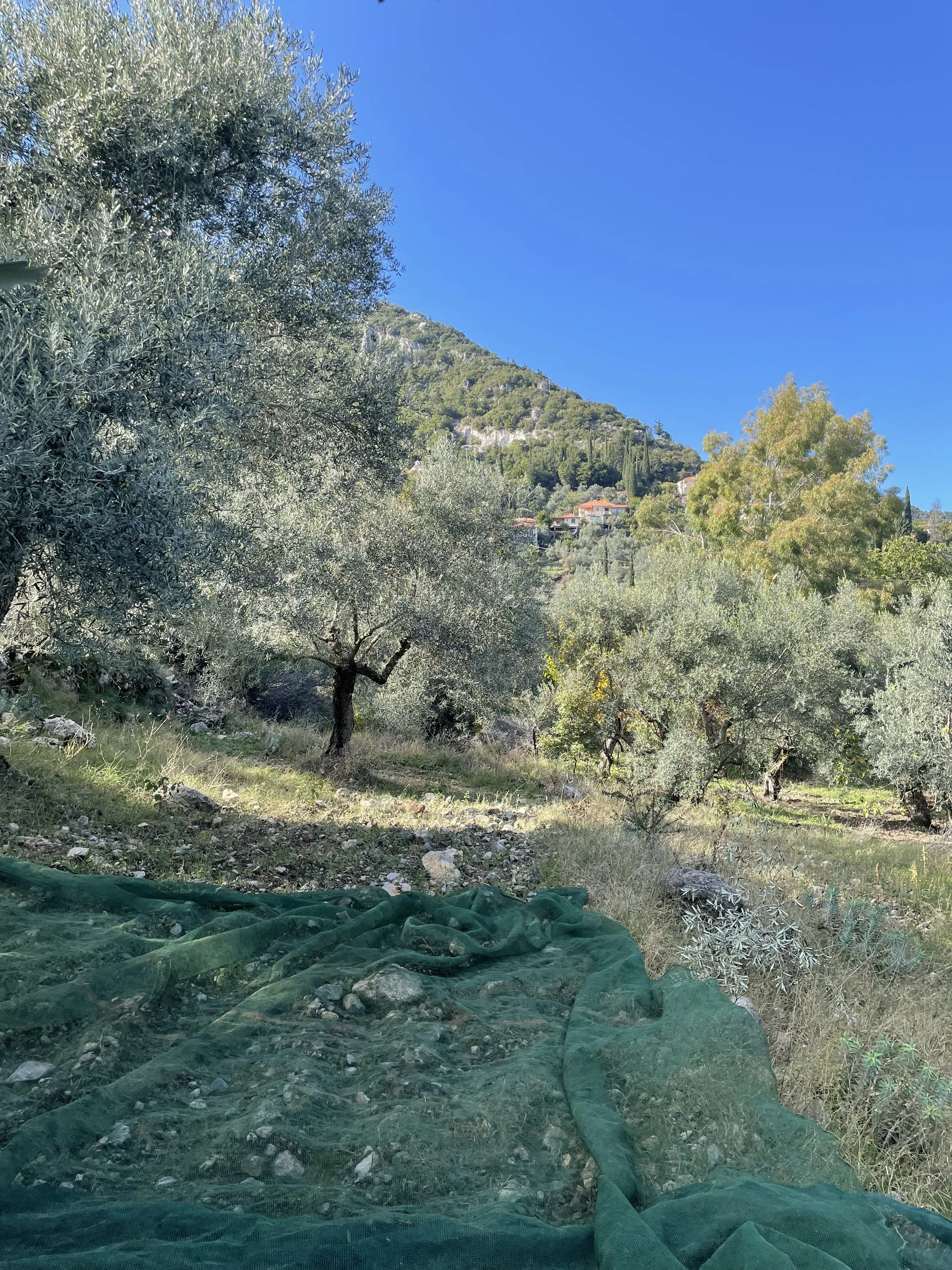 Our olive grove with harvesting nets spread beneath the trees, catching fallen olives on the ground
