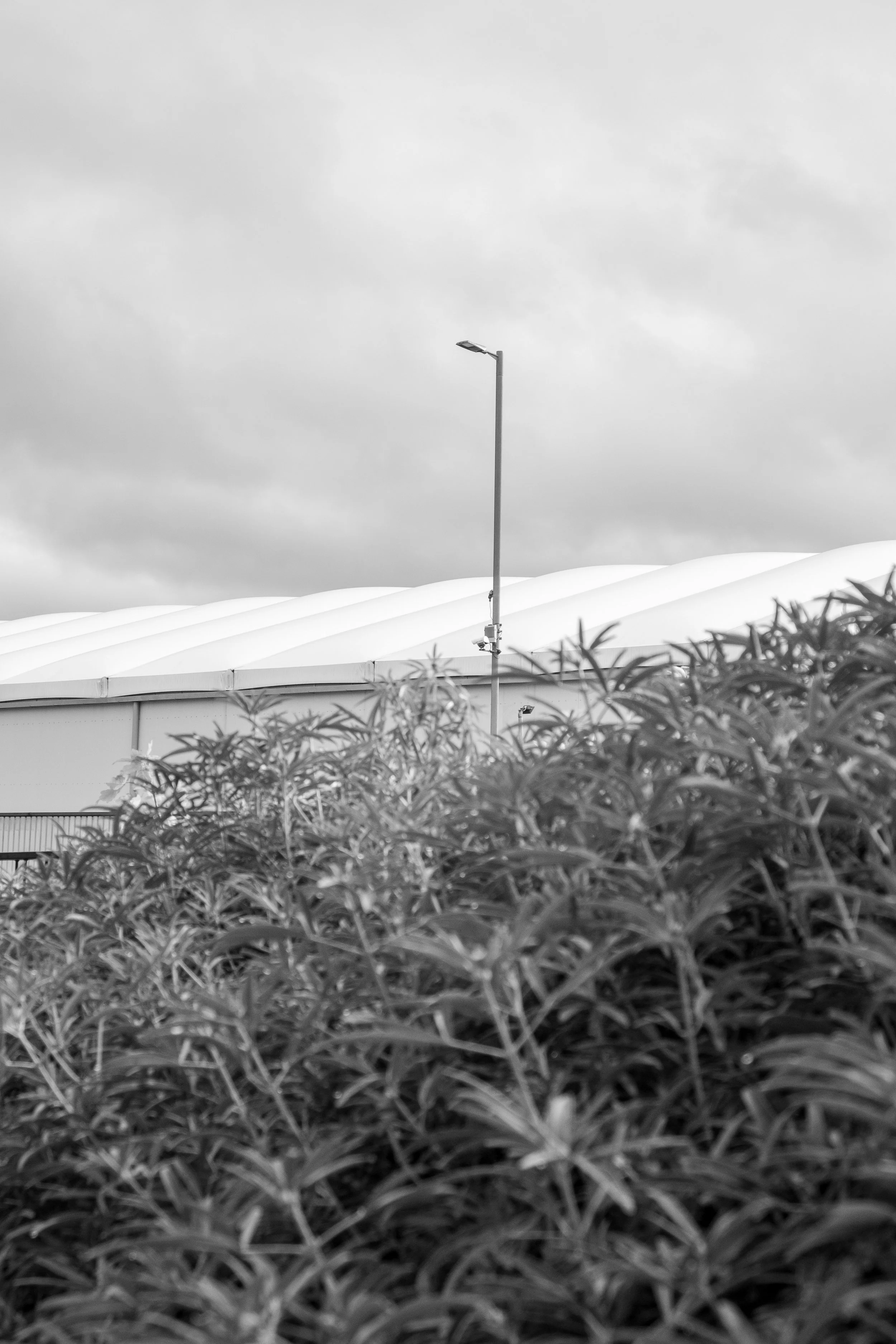 lamp post and bush.jpg