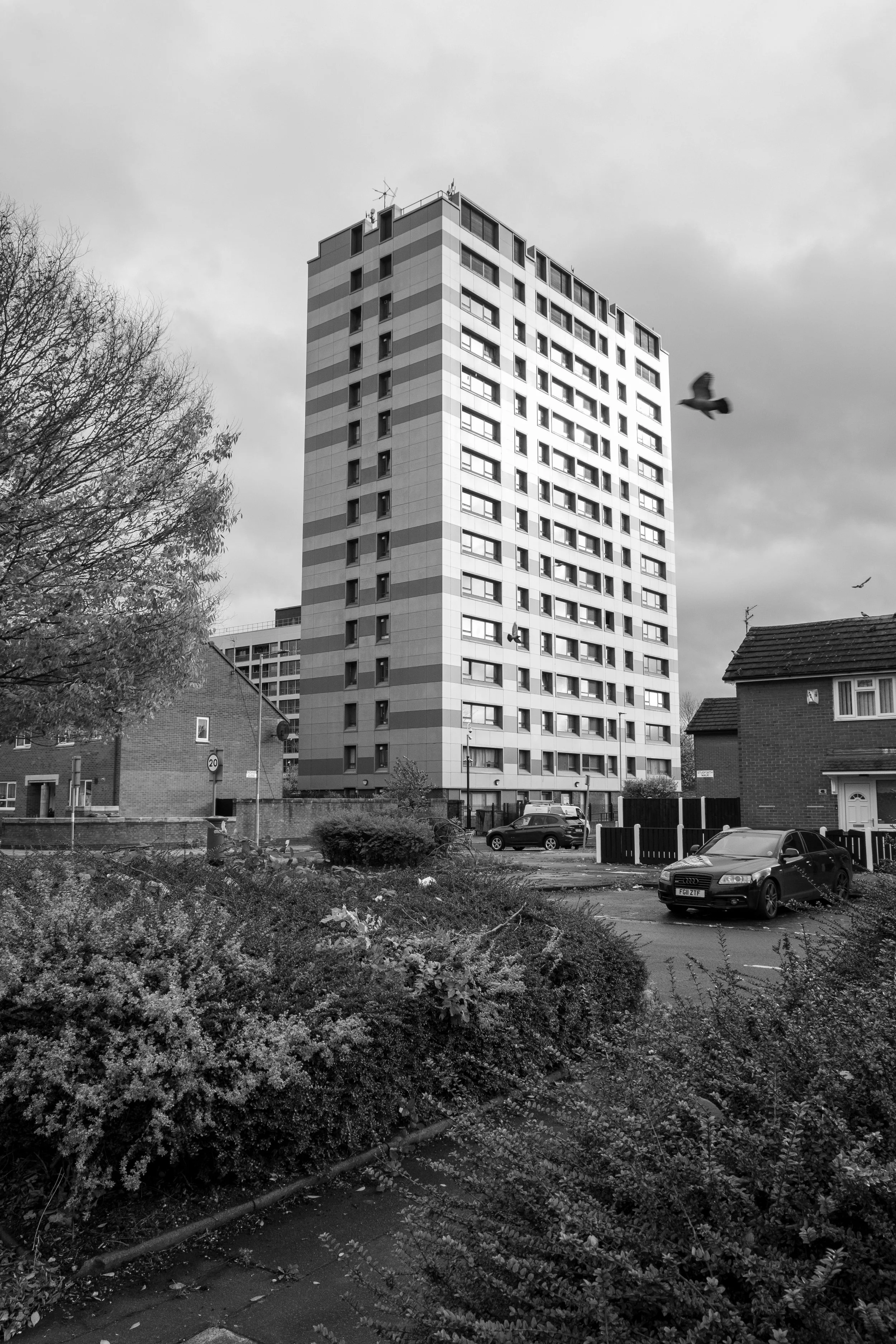 bird and building.jpg