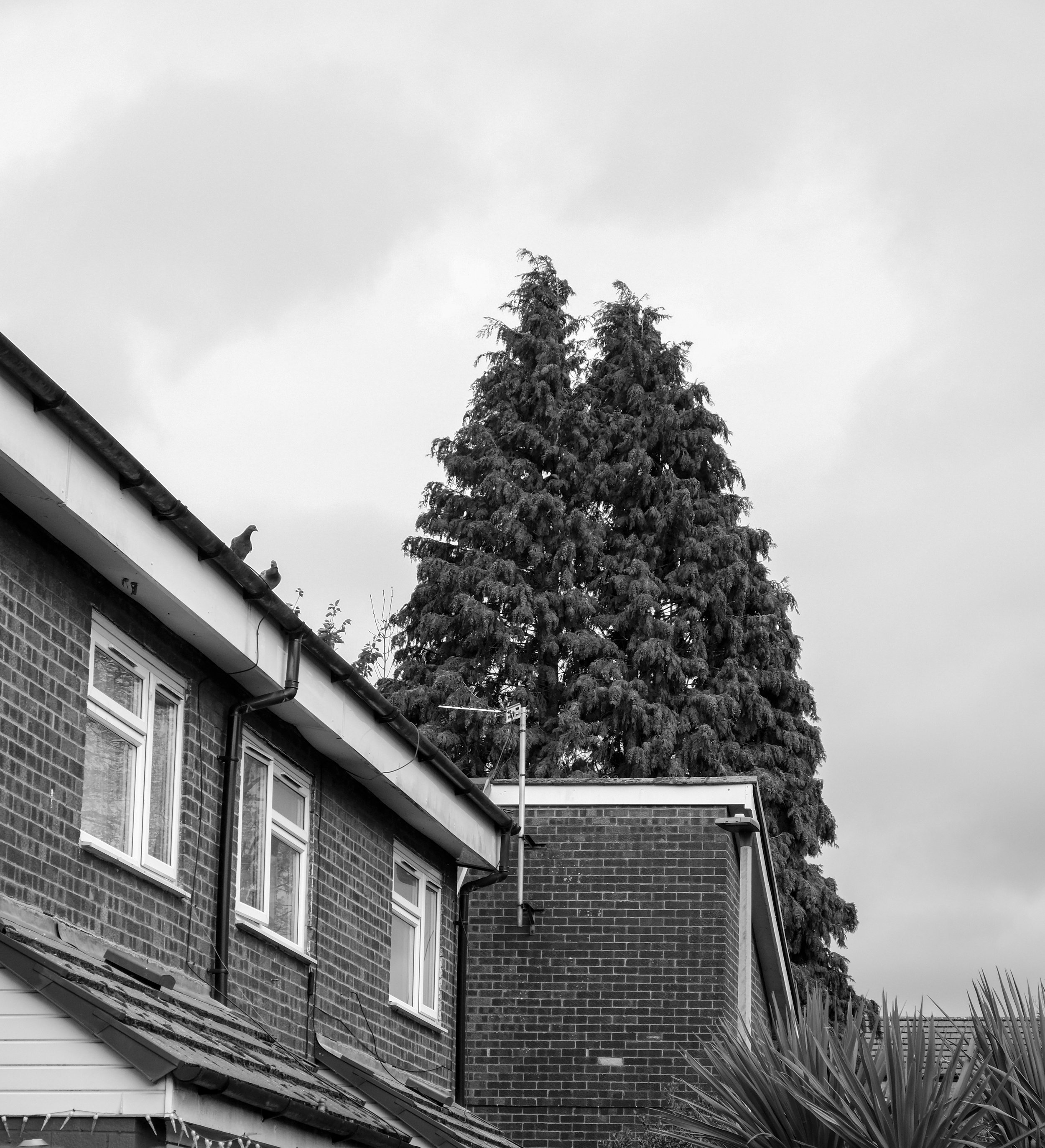 tree behind house square.jpg