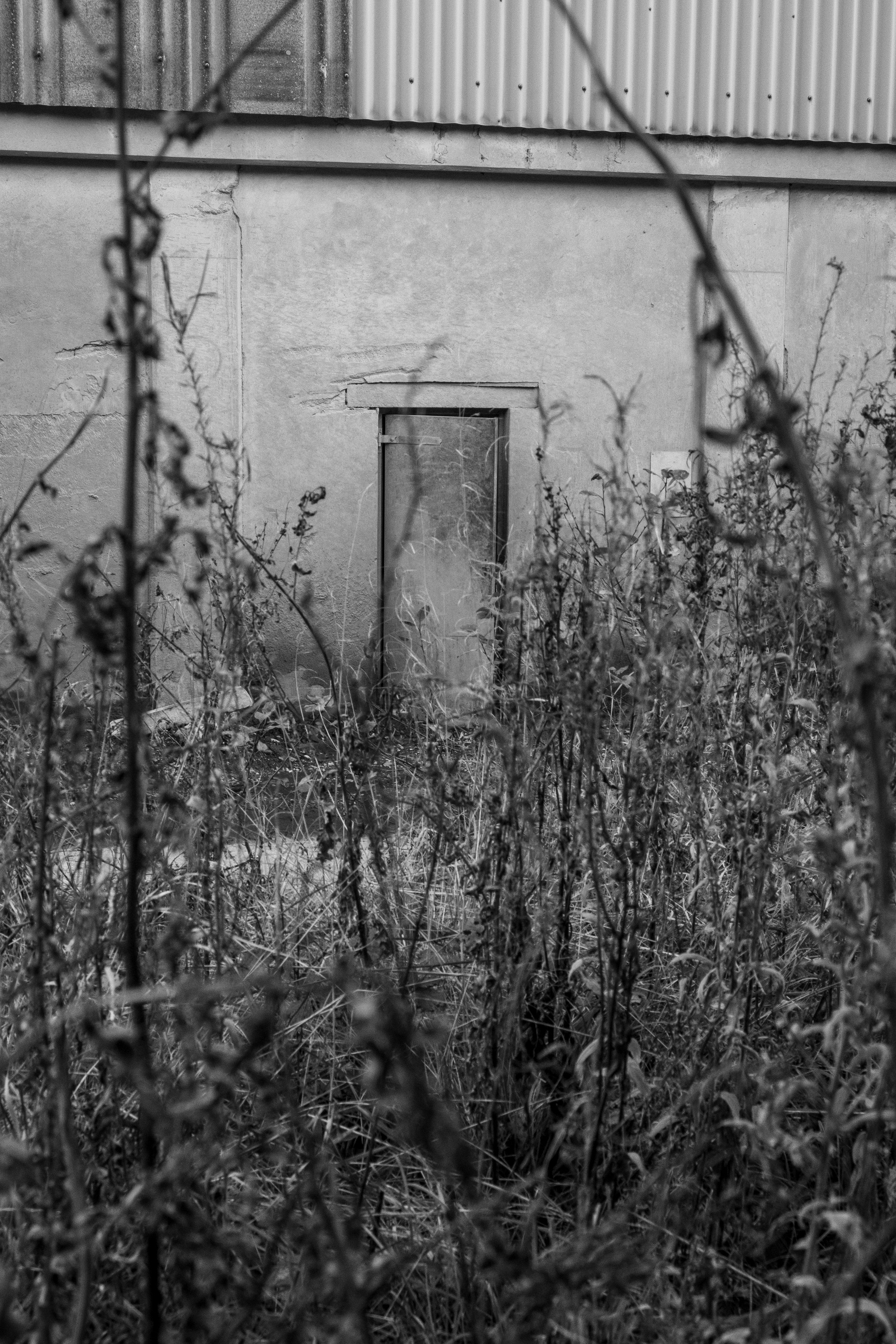 door and bush.jpg