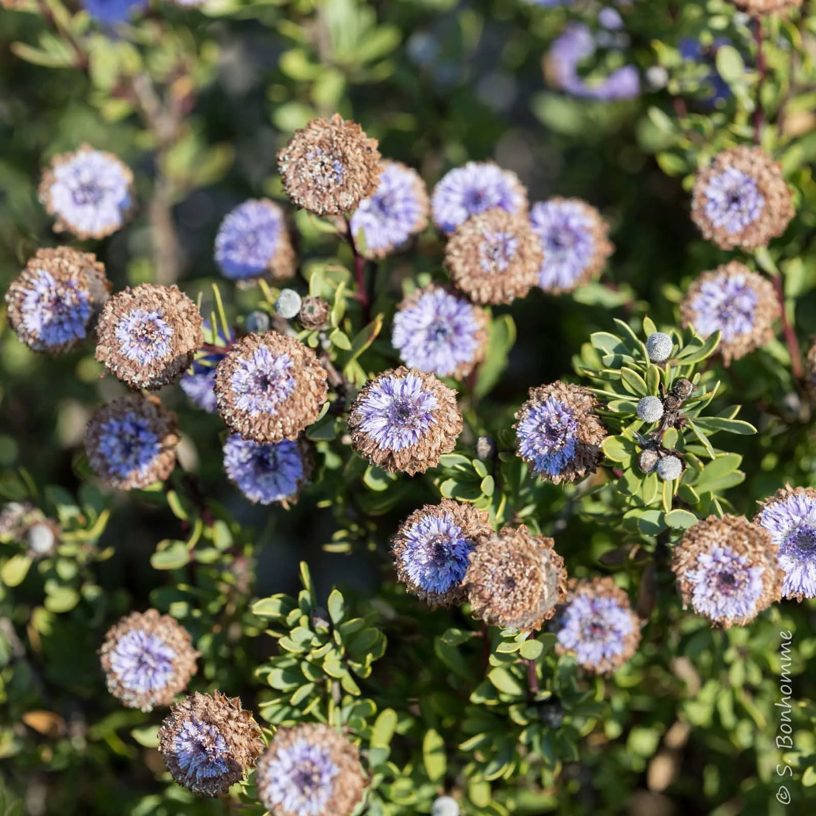 Sortie botanique : les plantes de la garrigue