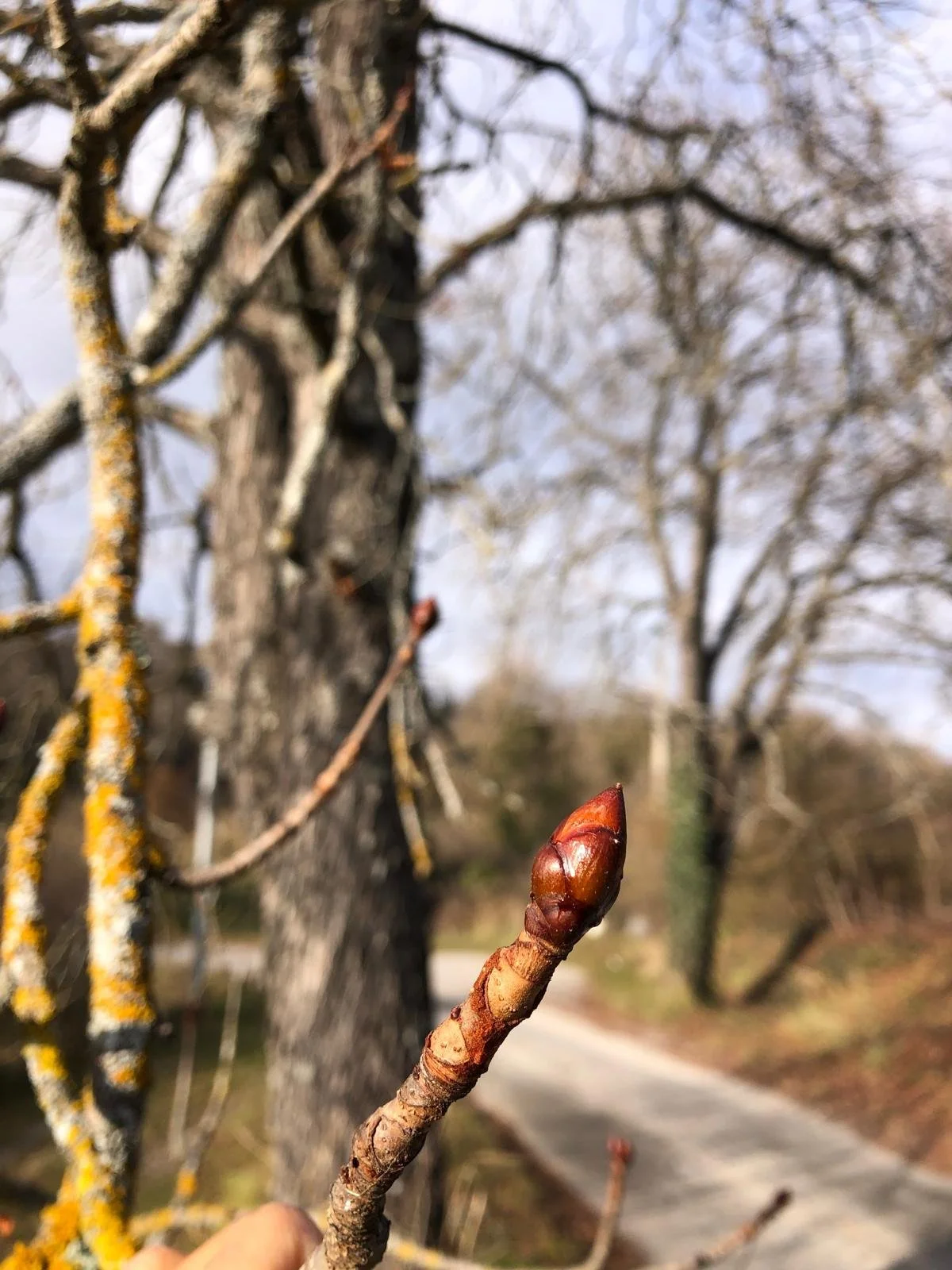 Sortie botanique : reconnaître les arbres par leurs bourgeons