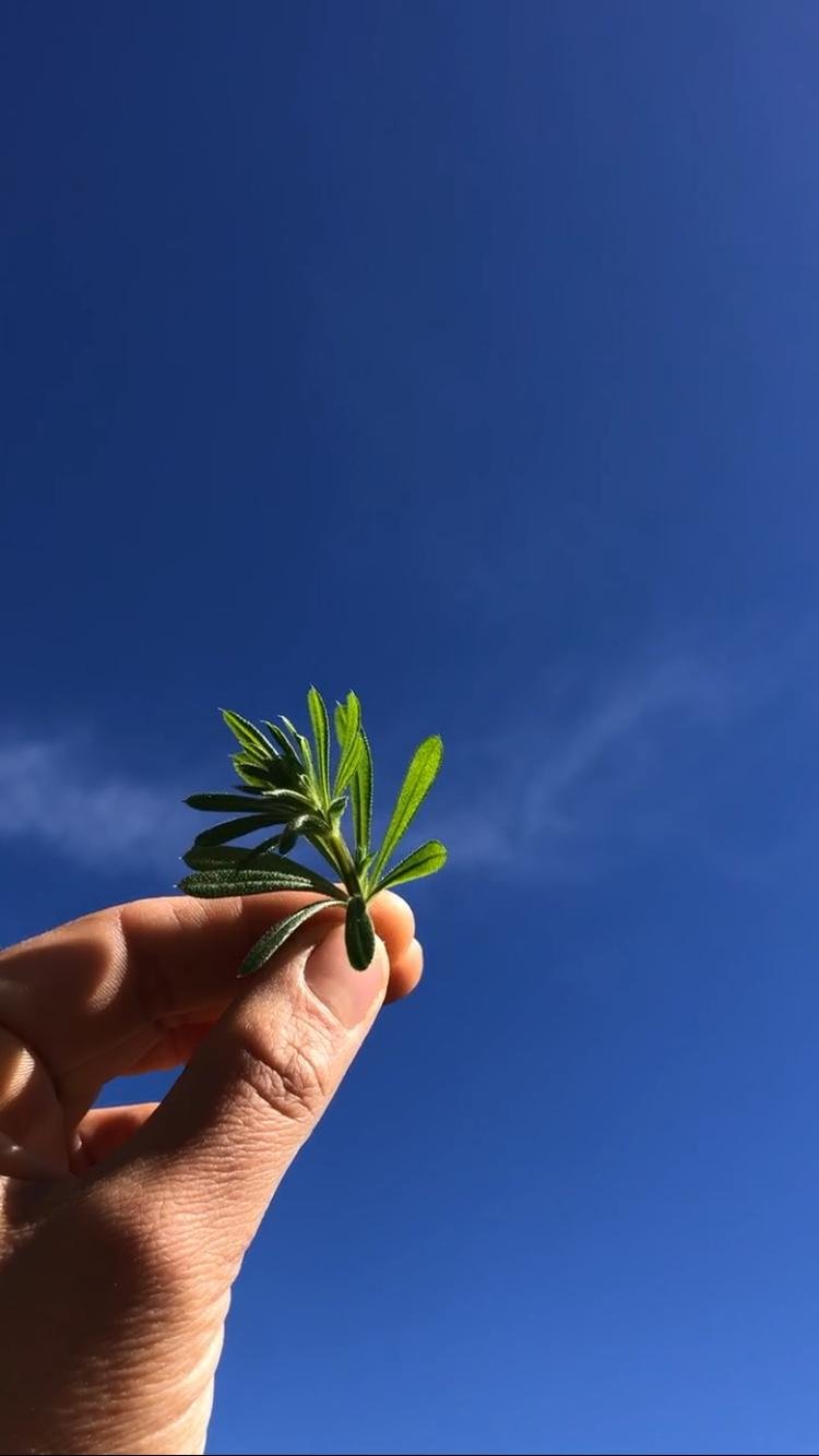Sortie botanique : les premières pousses de l'année