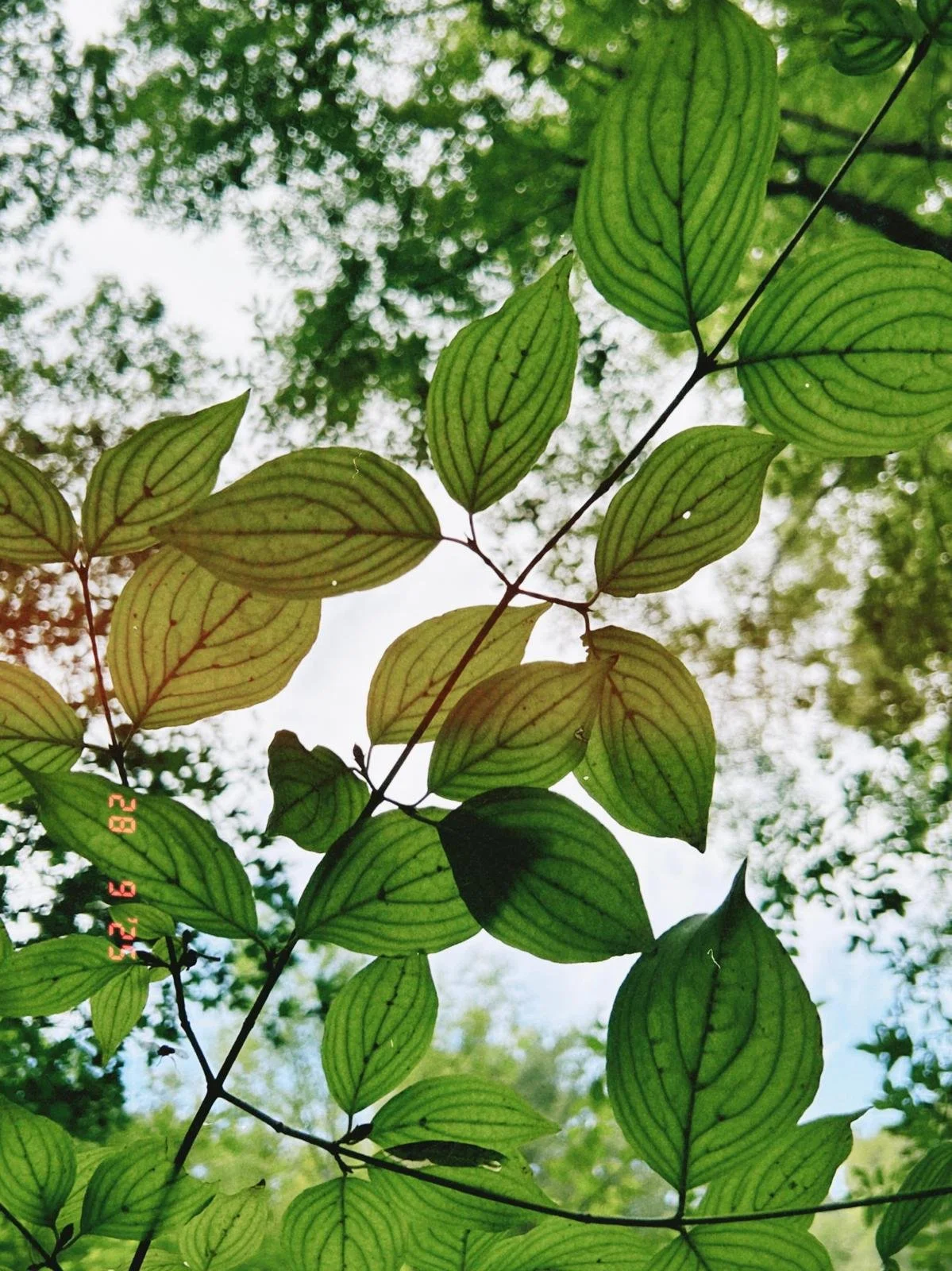 Balade botanique à Aix-en-Provence