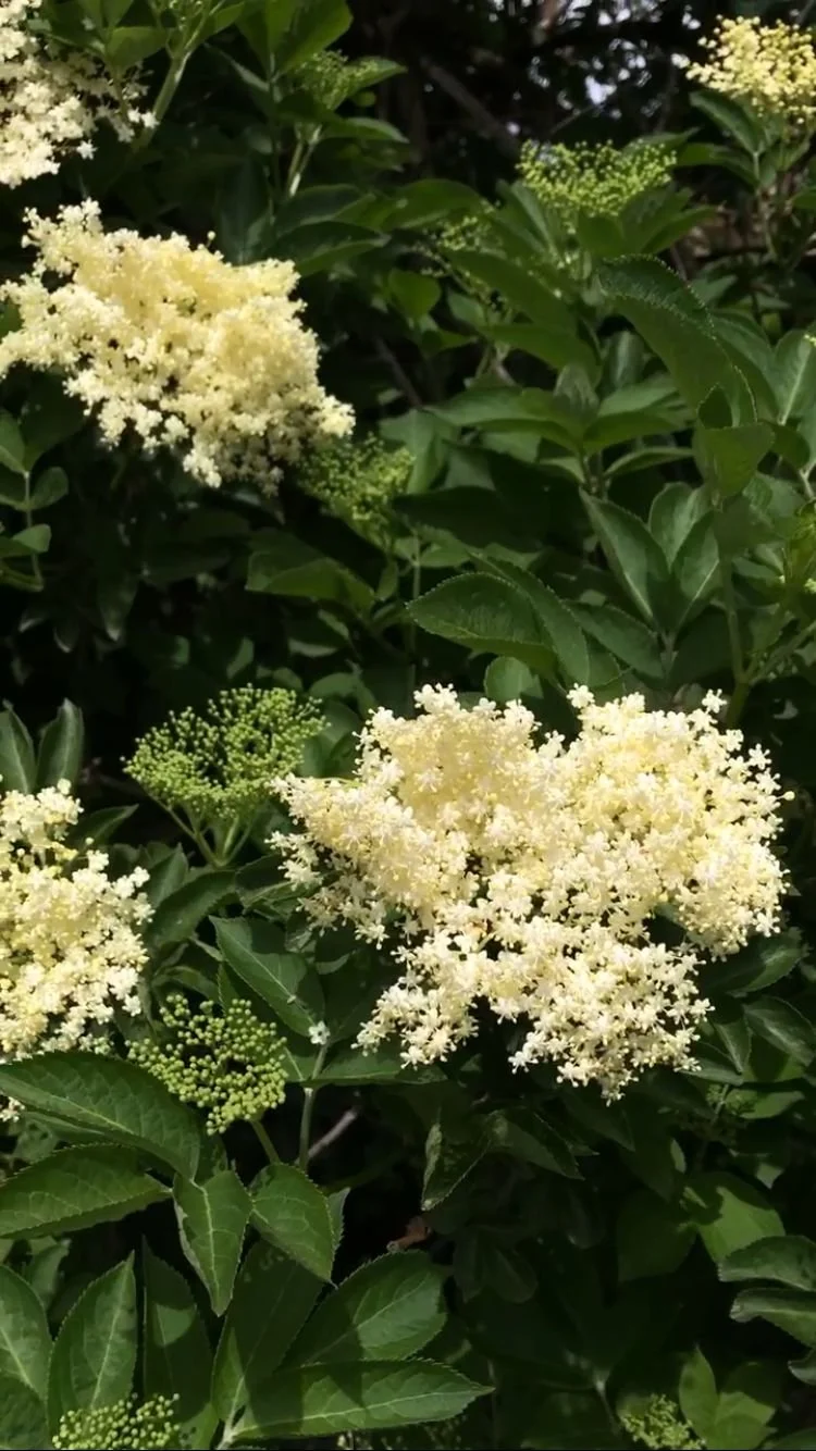 Sortie botanique autour du sureau