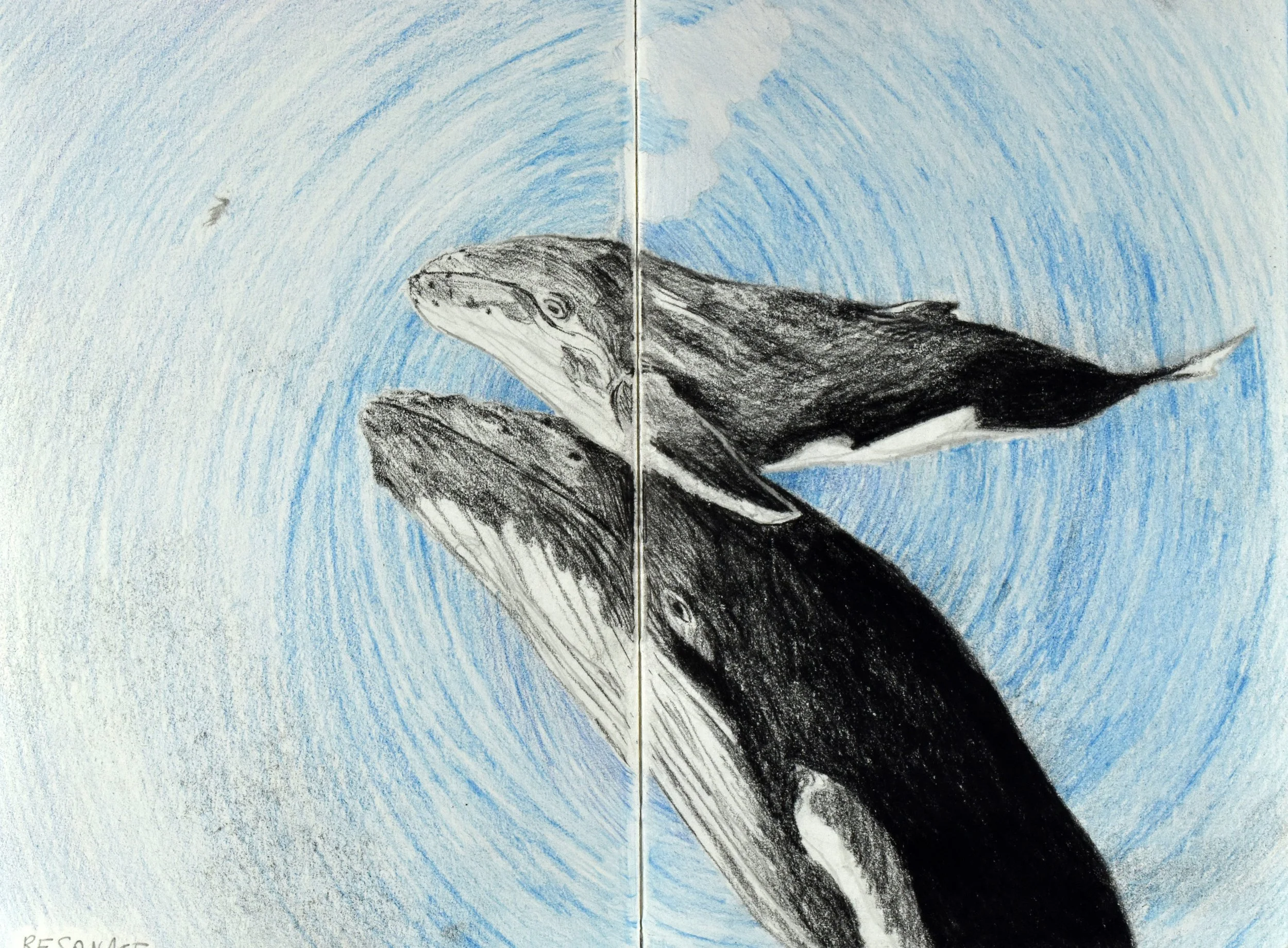 colored pencil & charcoal, 2022