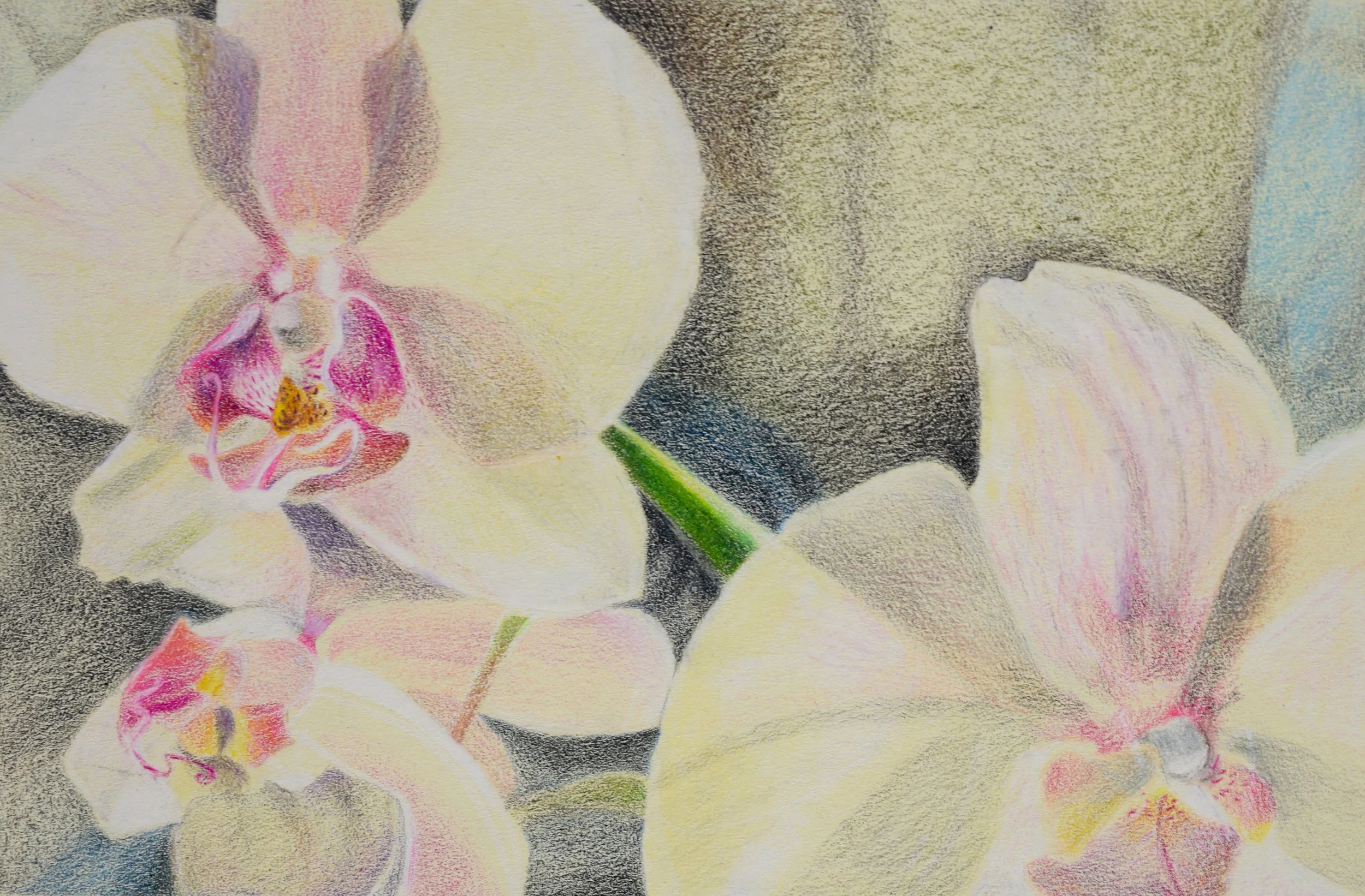 colored pencil, 2023