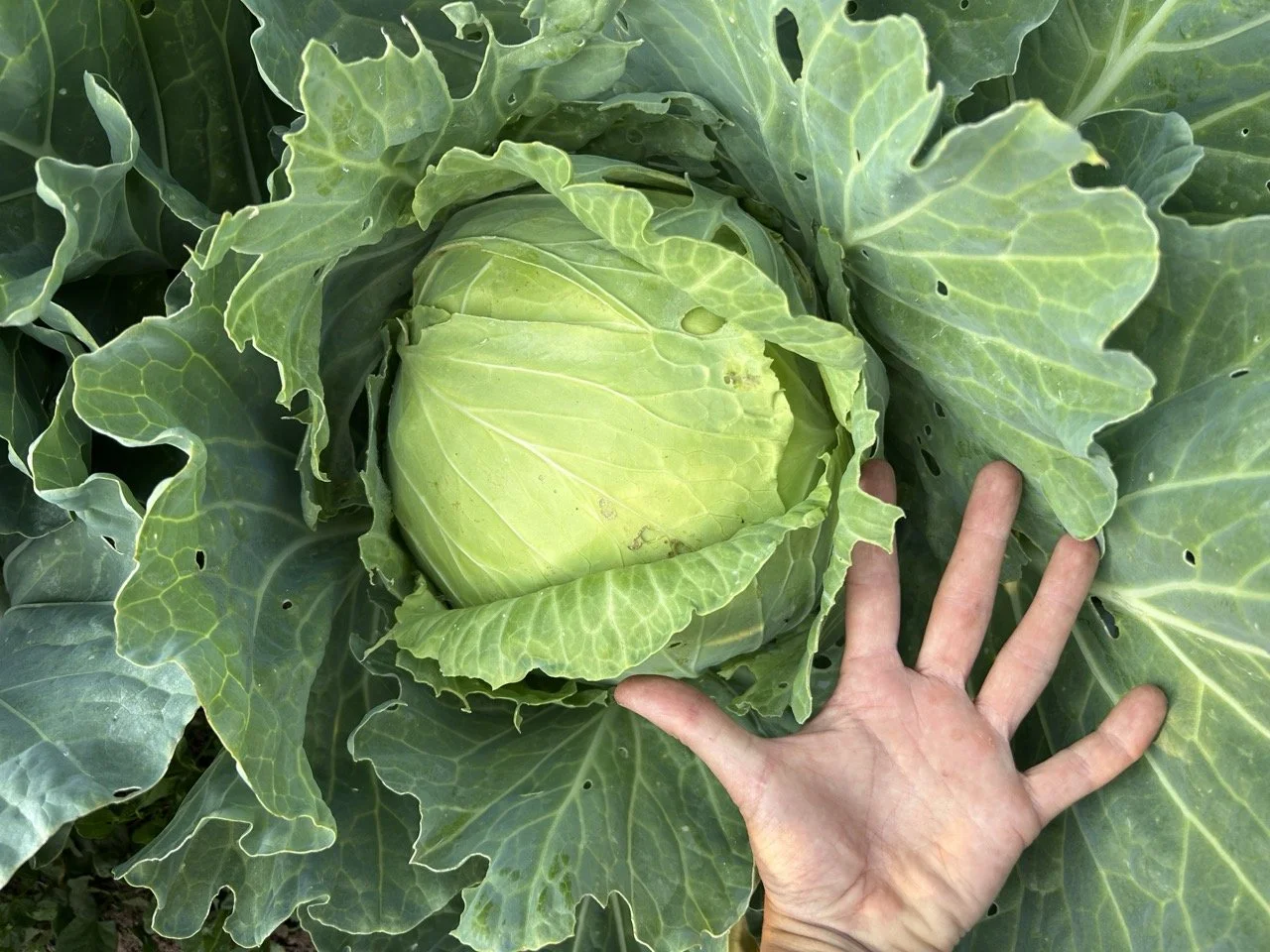 August on the Farm In Pictures (And What Pictures Don’t Show)