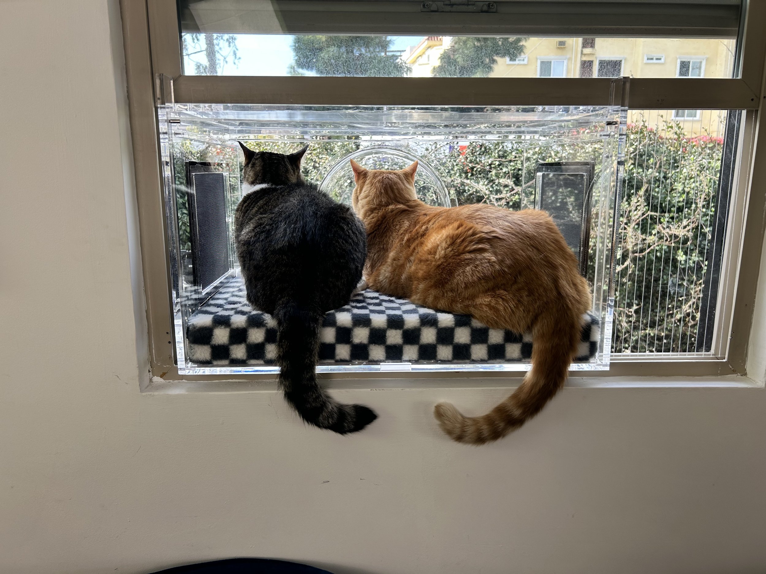 Can You Have a Catio in an Apartment? Yes—Here’s How