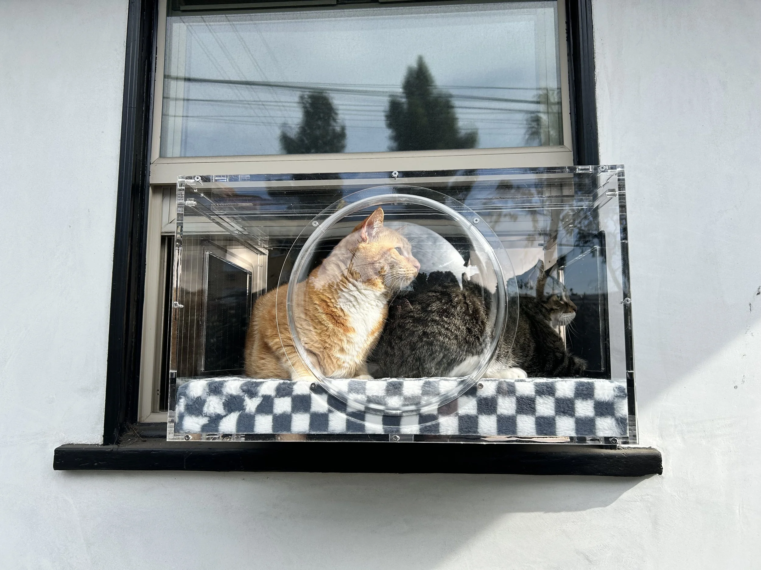 Window Catio vs Cat Tree: Which Is Better for Apartment Cats?