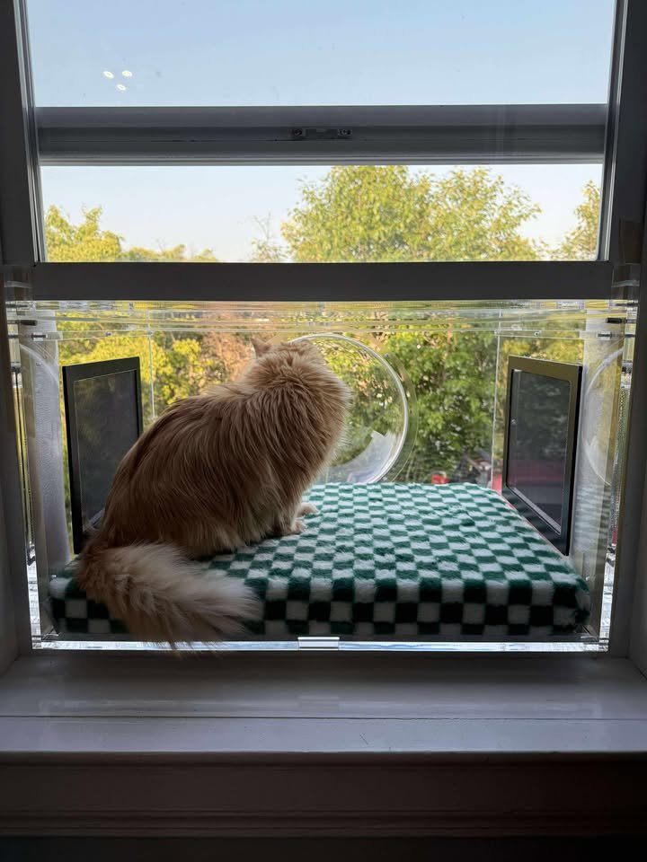 The Ultimate Guide to Cat Enrichment for Apartments