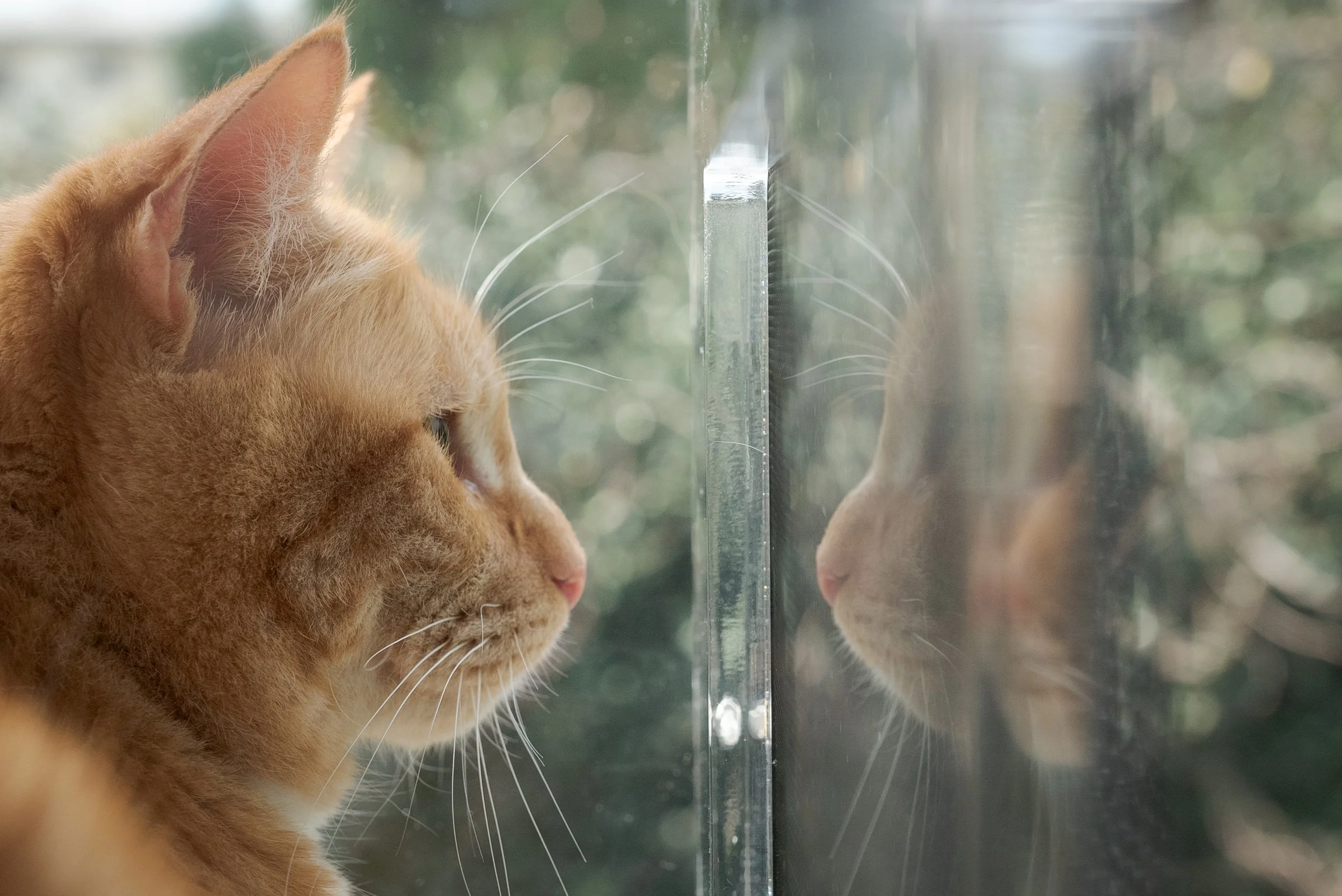 Orange cat looking at its reflection in a window. Window Catio. Catio.