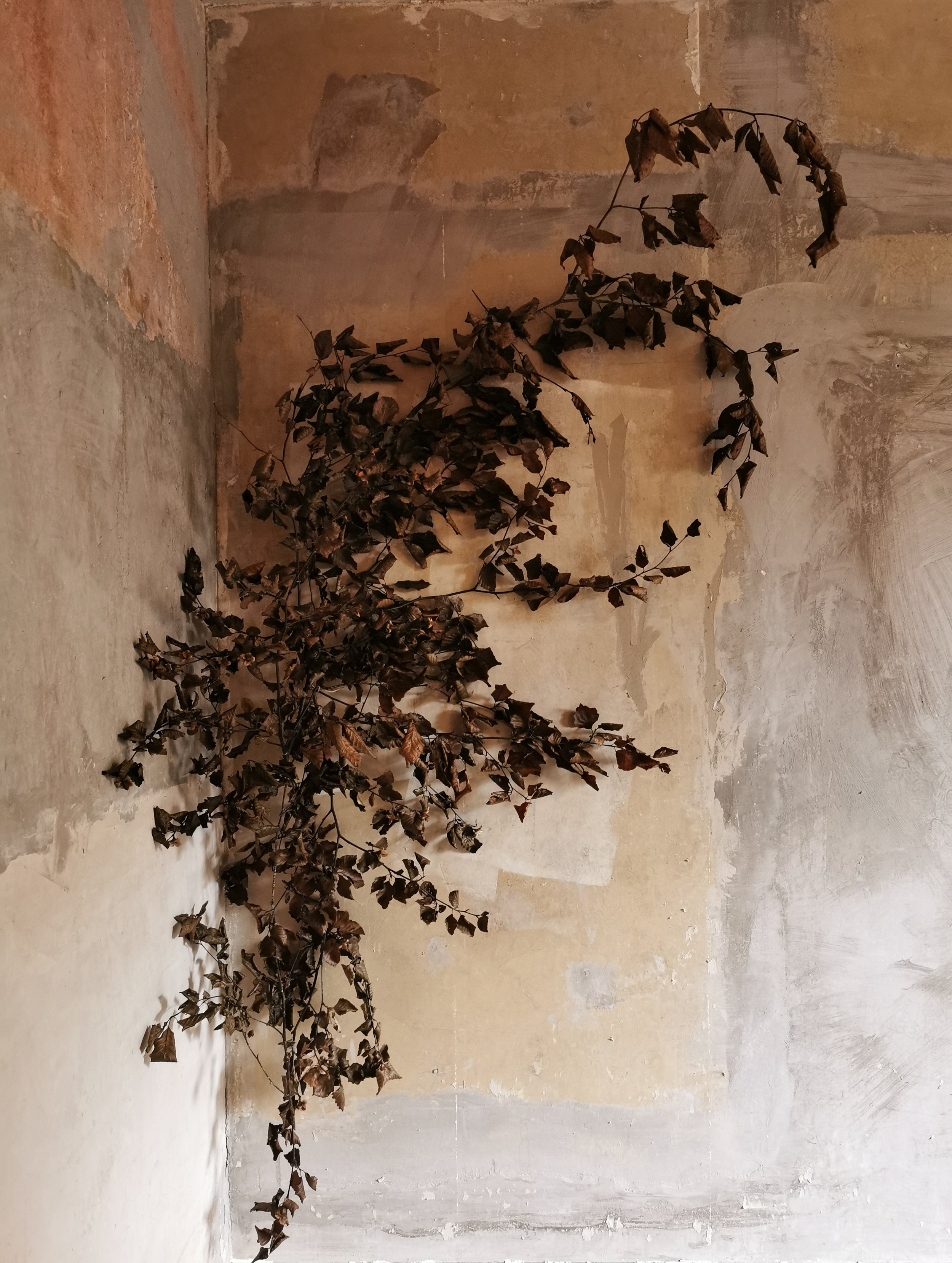 Dried botanical installation climbing a wall in an organic sculptural form