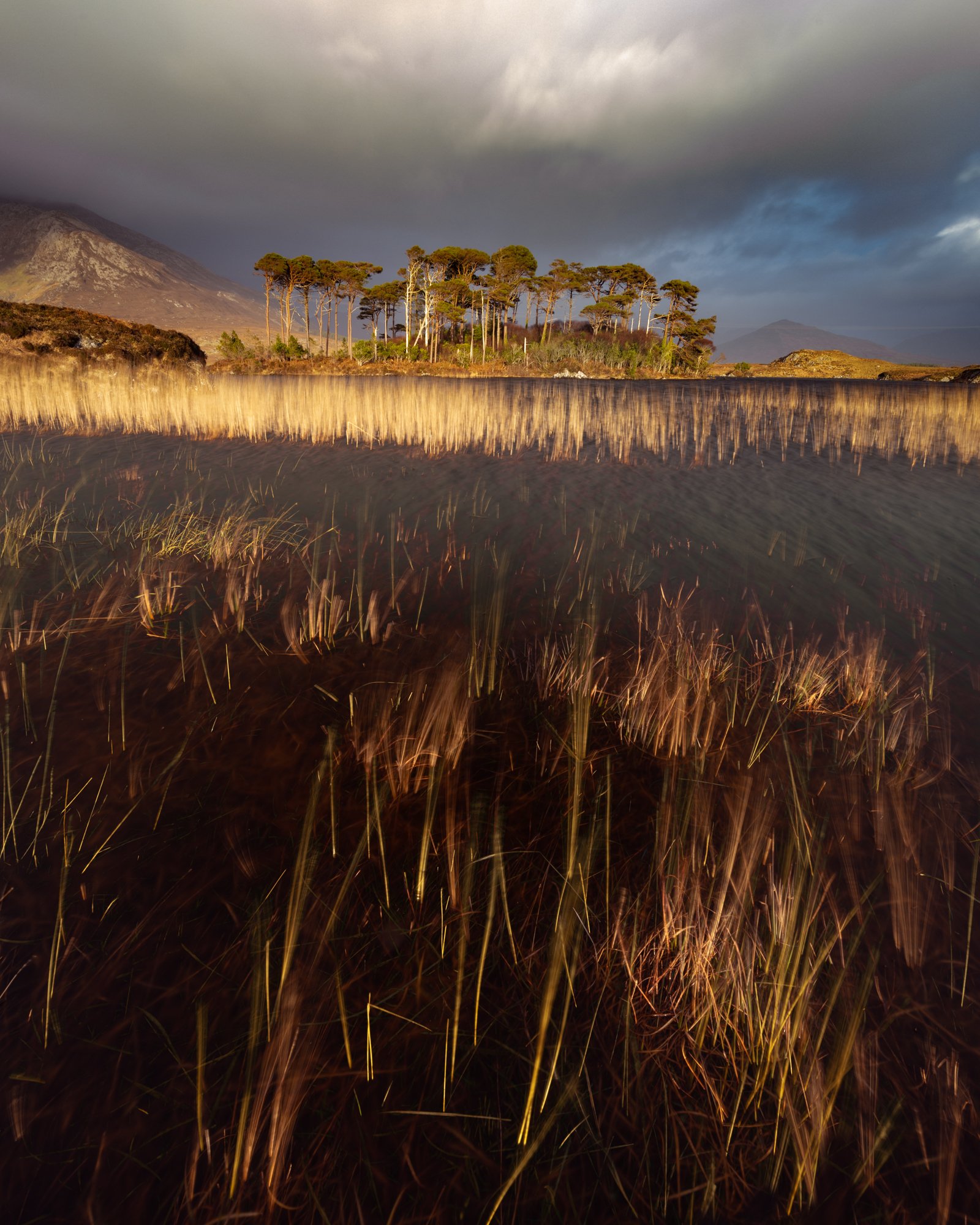 Golden light bursts through fast-moving clouds, illuminating the iconic Pine Island in Connemara, Ireland. The foreground is filled with swaying reeds reflected in the loch, creating a dynamic interplay between light, shadow, and water. The use of a 