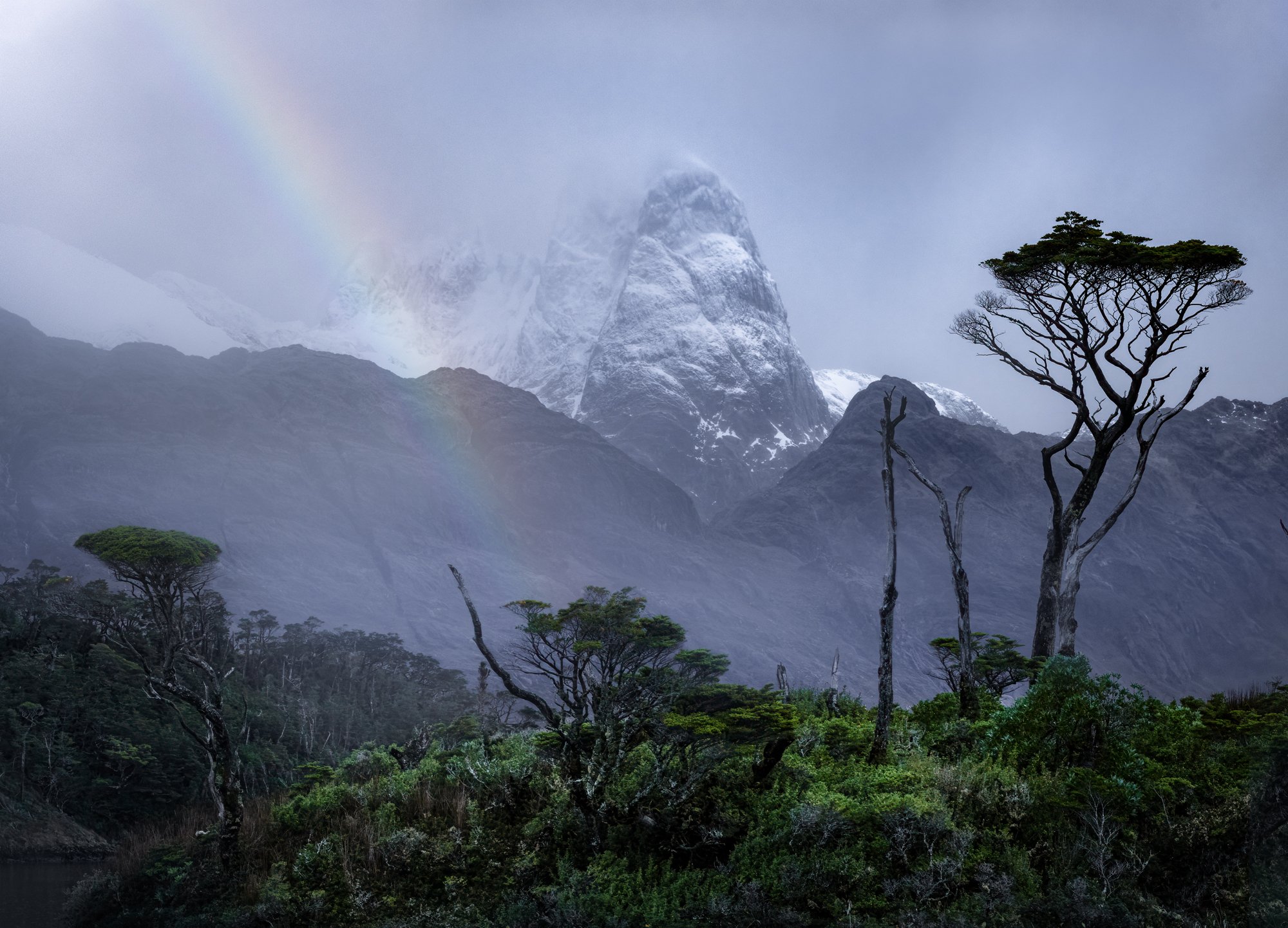 A rare glimpse of the majestic 'Grupo La Paz' towers emerges from the mist, framed by the delicate curves of Coigüe trees in the remote Chilean fjords. The unique juxtaposition of dense rainforest and icy peaks creates an extraordinary visual contras