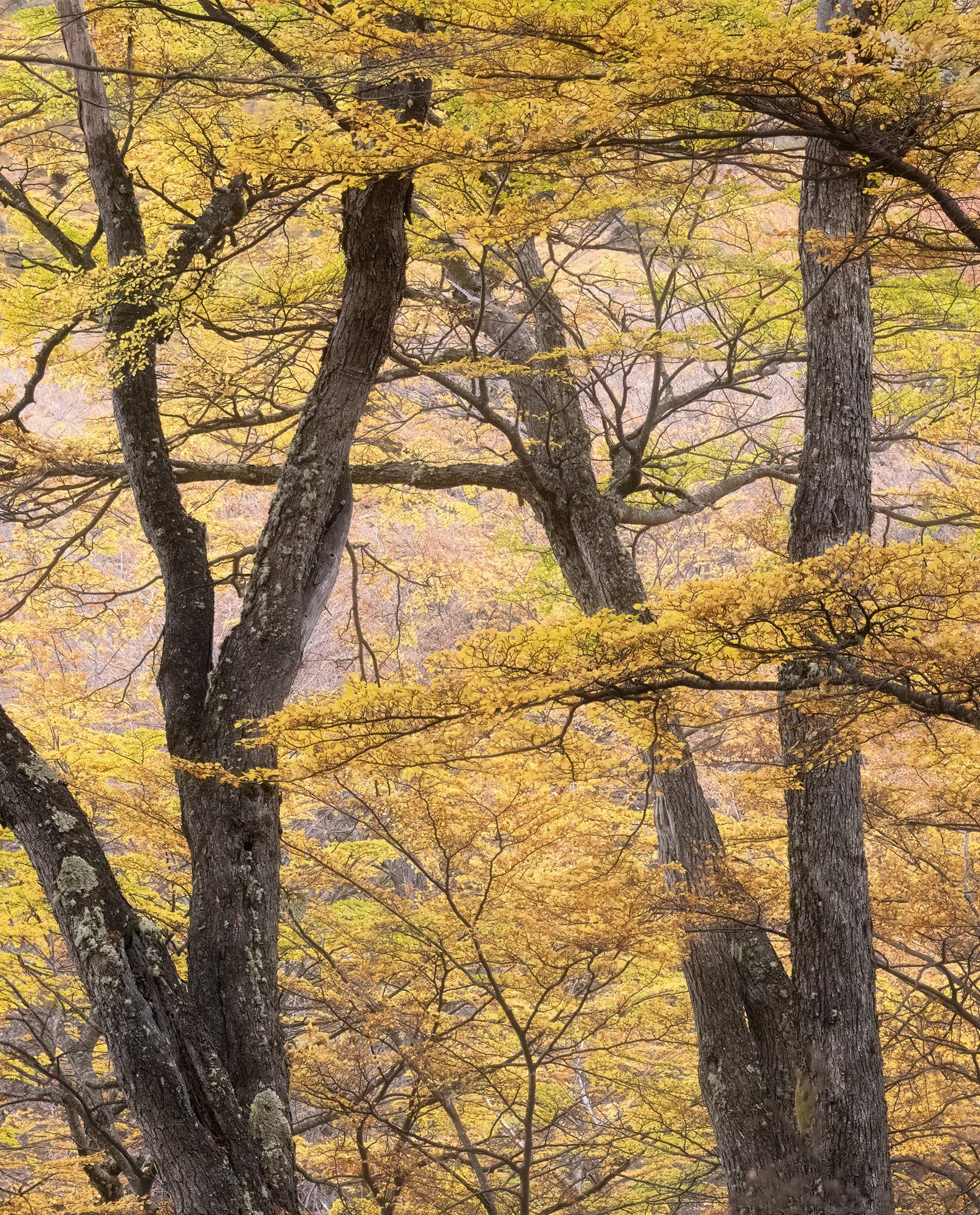 A forest of Nothofagus pumilio, also known as lenga beech, stands aglow in vibrant shades of yellow and orange under soft evening light in Patagonia. The intricate branches and rich autumn colors create a layered, textured composition, capturing the 