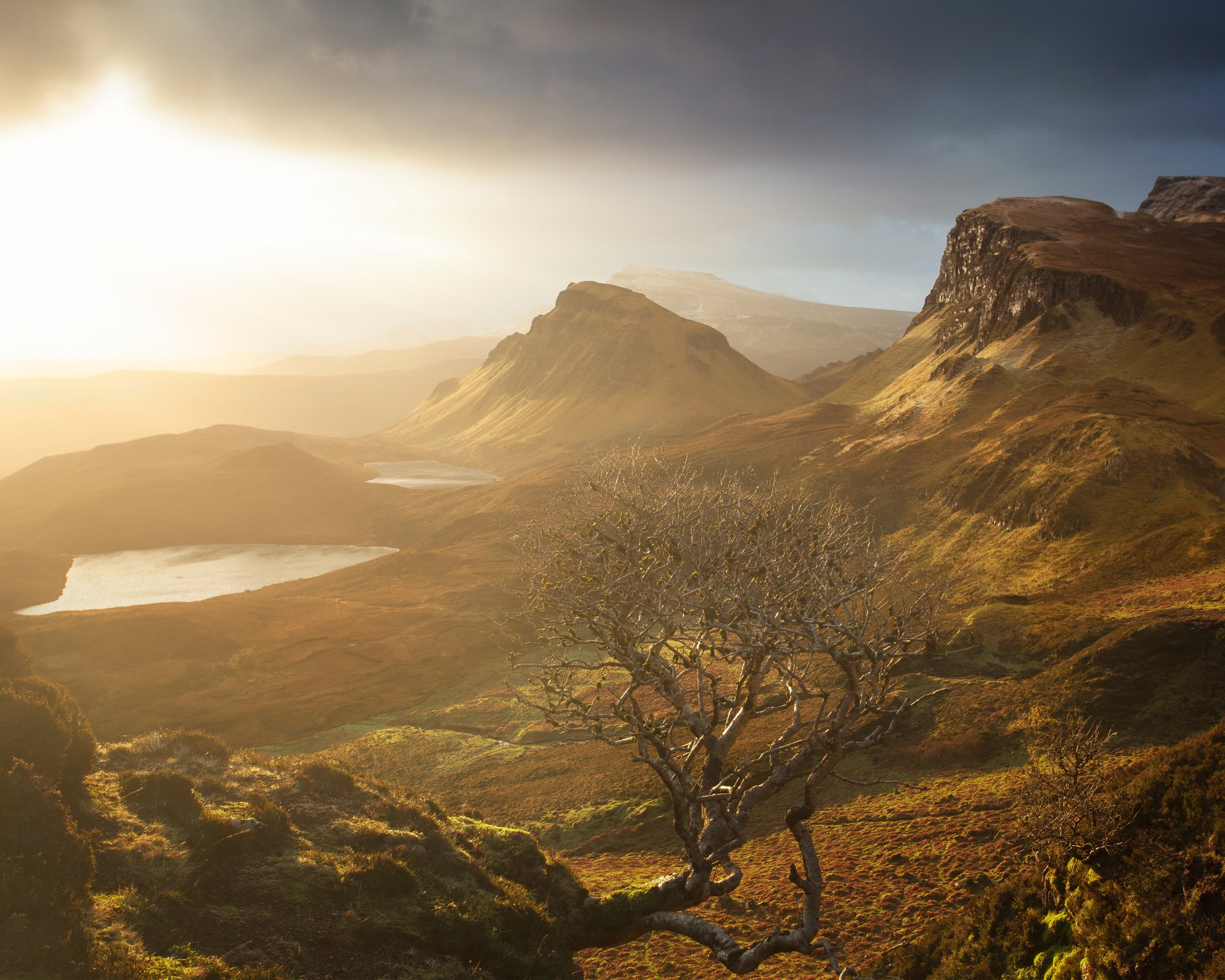 A warm, golden sunrise bathes the iconic Quiraing landscape on the Isle of Skye in soft light, highlighting the rugged contours of the hills and valleys. The bare tree in the foreground, silhouetted against the glowing horizon, adds depth and contras