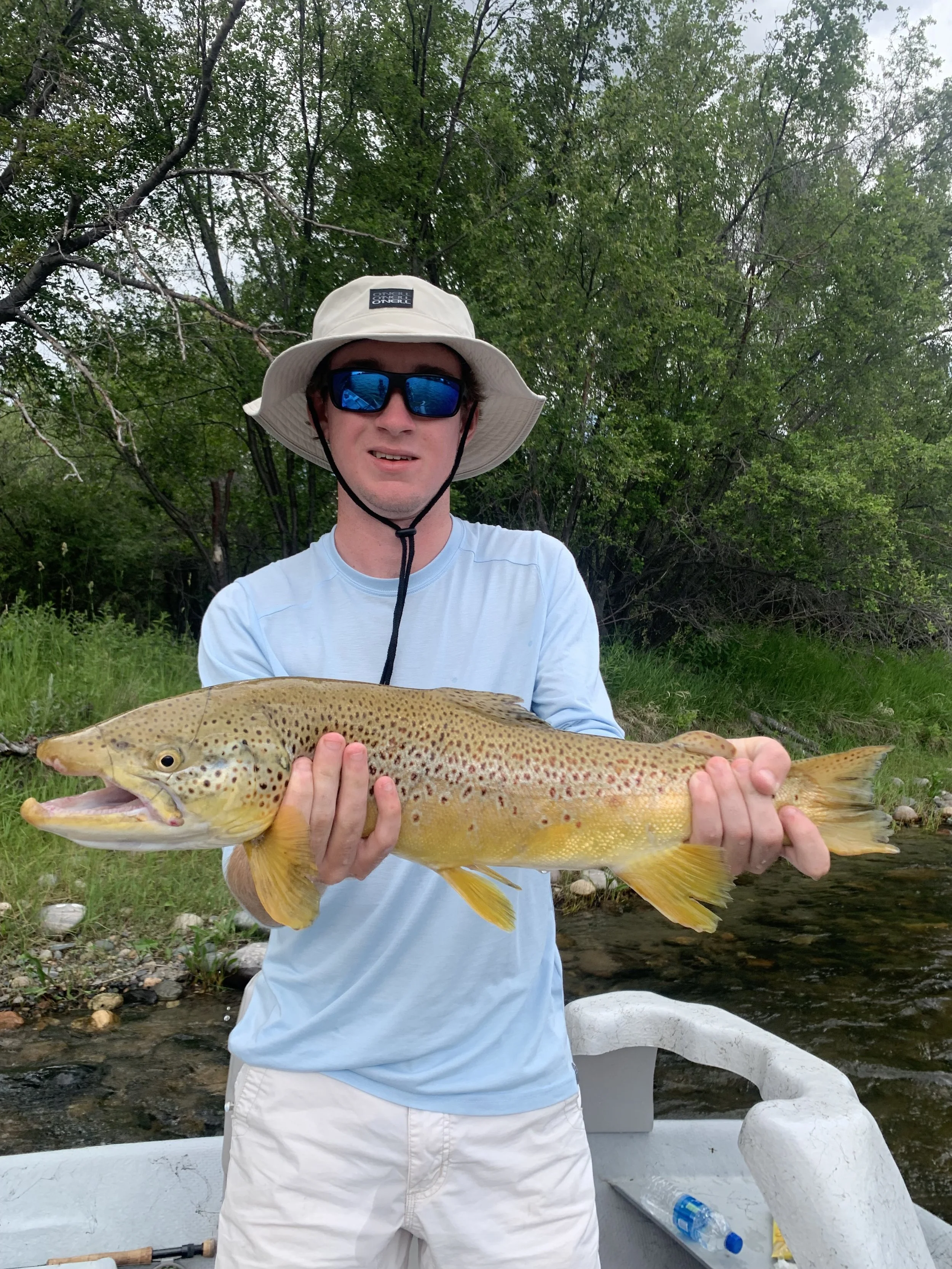 Trophy brown trout caught during guided Montana fly fishing adventure