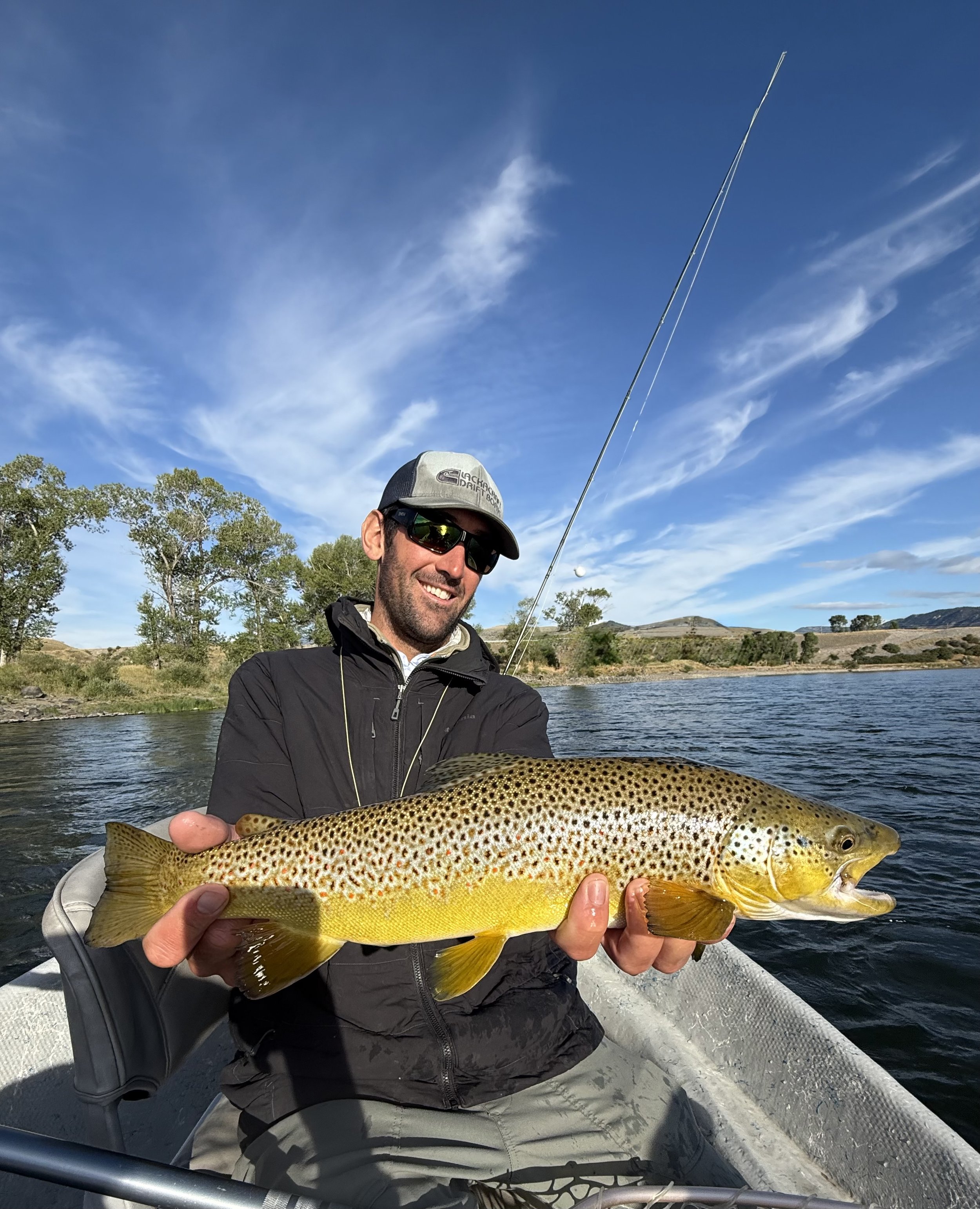 big brown trout out of the yellowstone river. streamer fishing on the yellowstone river. 