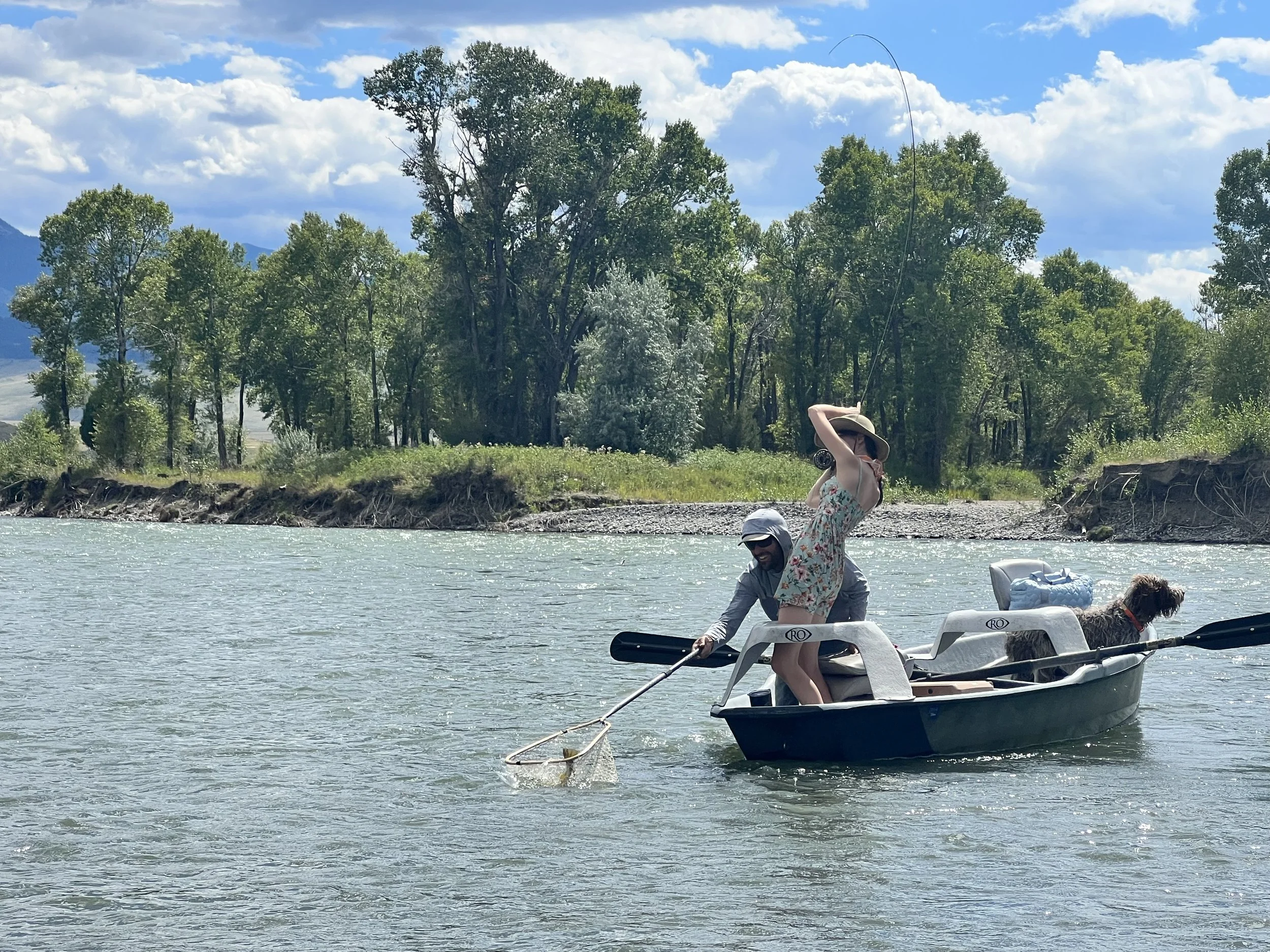 Angler landing a big brown trout on a guided fly fishing trip in bozeman montana. 