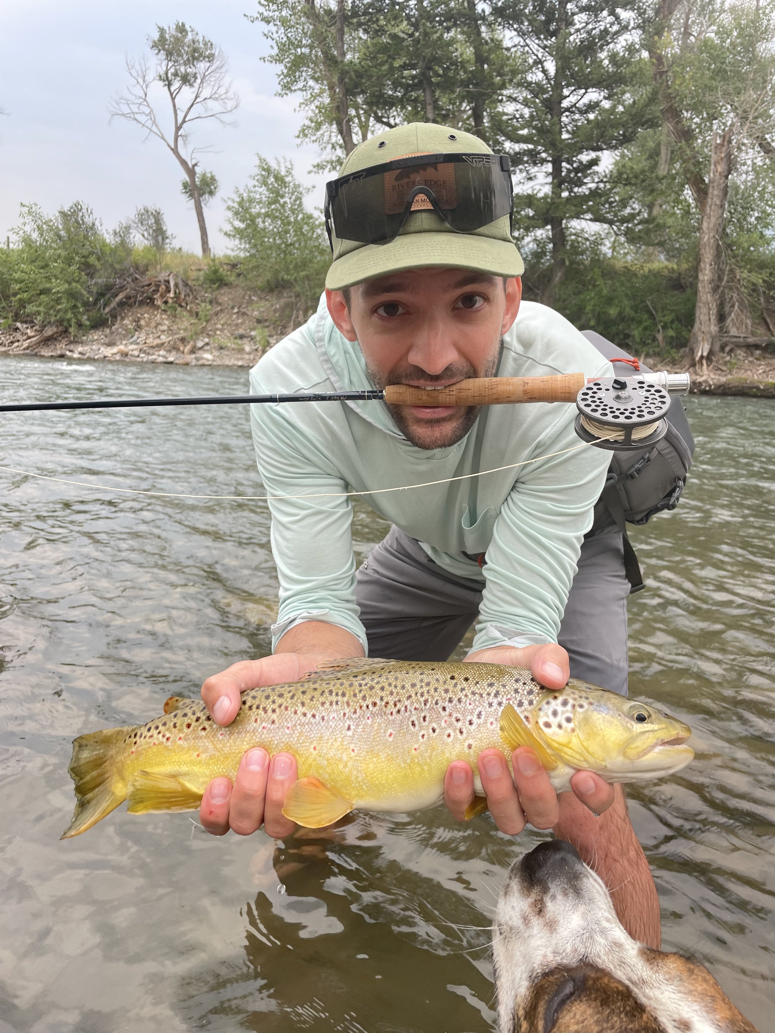 Chunky brown trout caught on a fly rod while fly fishing in the Gallatin River