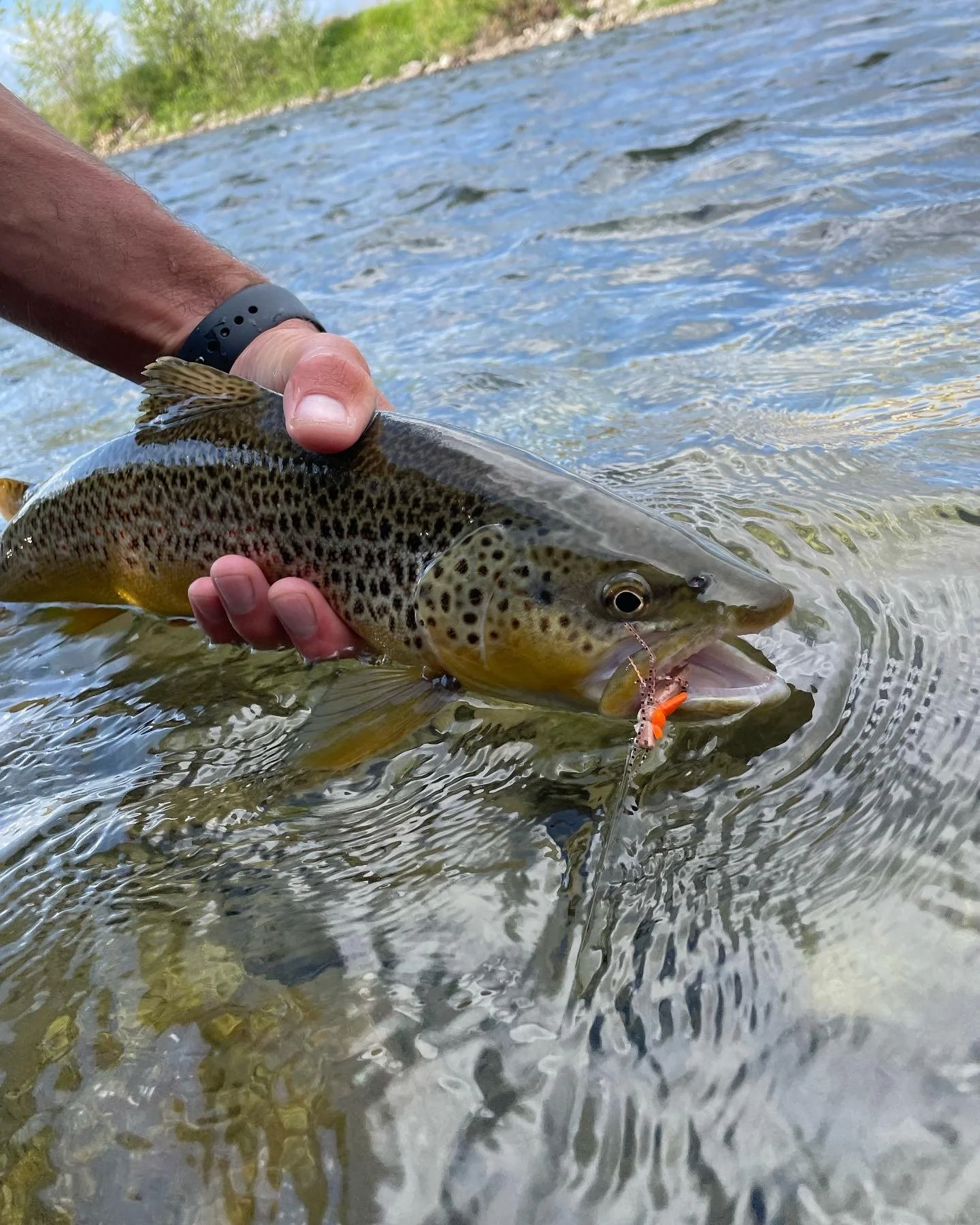 Dry fly fishing in the Gallatin River on a guided fly fishing trip.