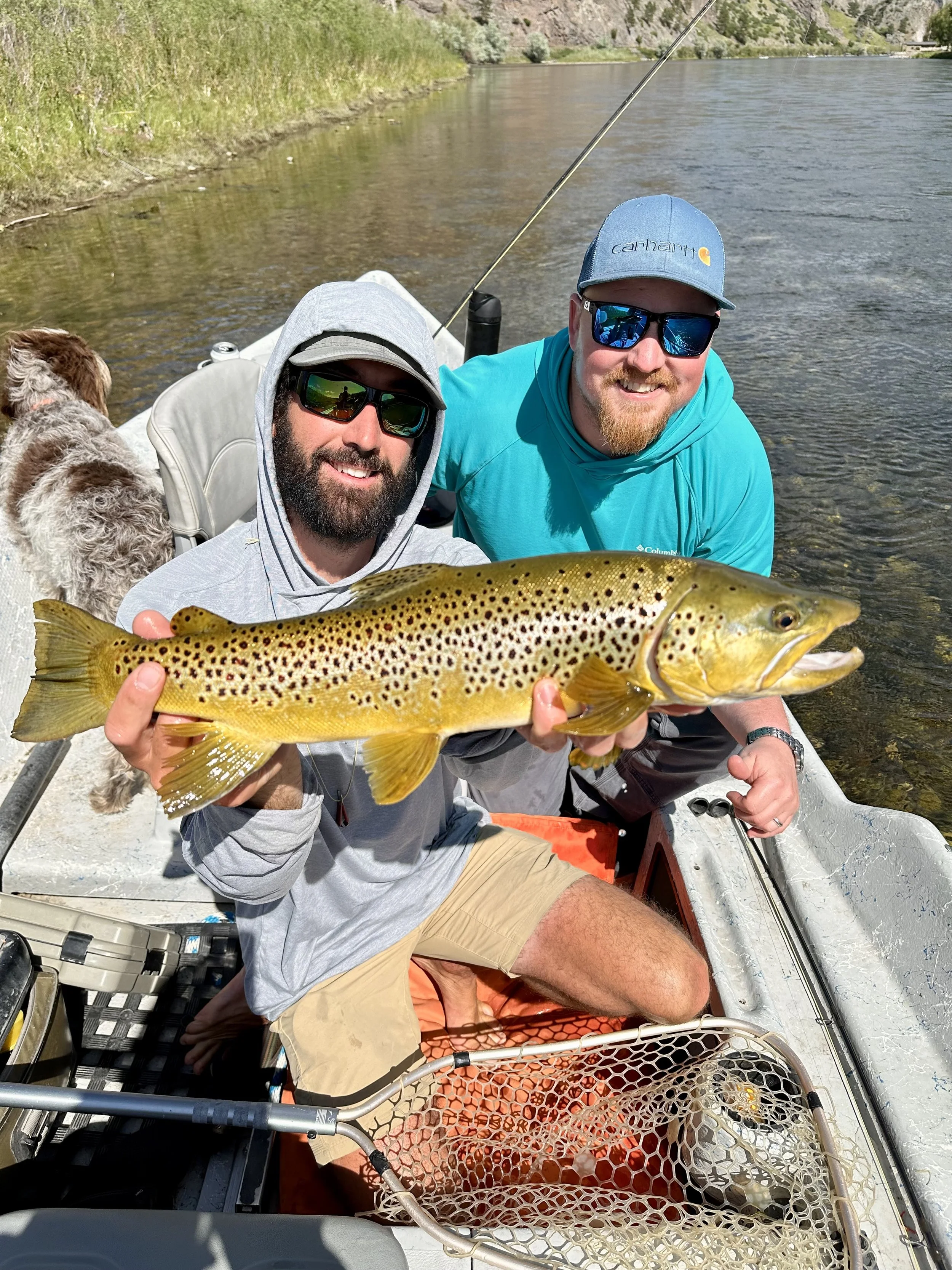 Angler holding large brown trout during guided fly fishing trip in Bozeman Montana